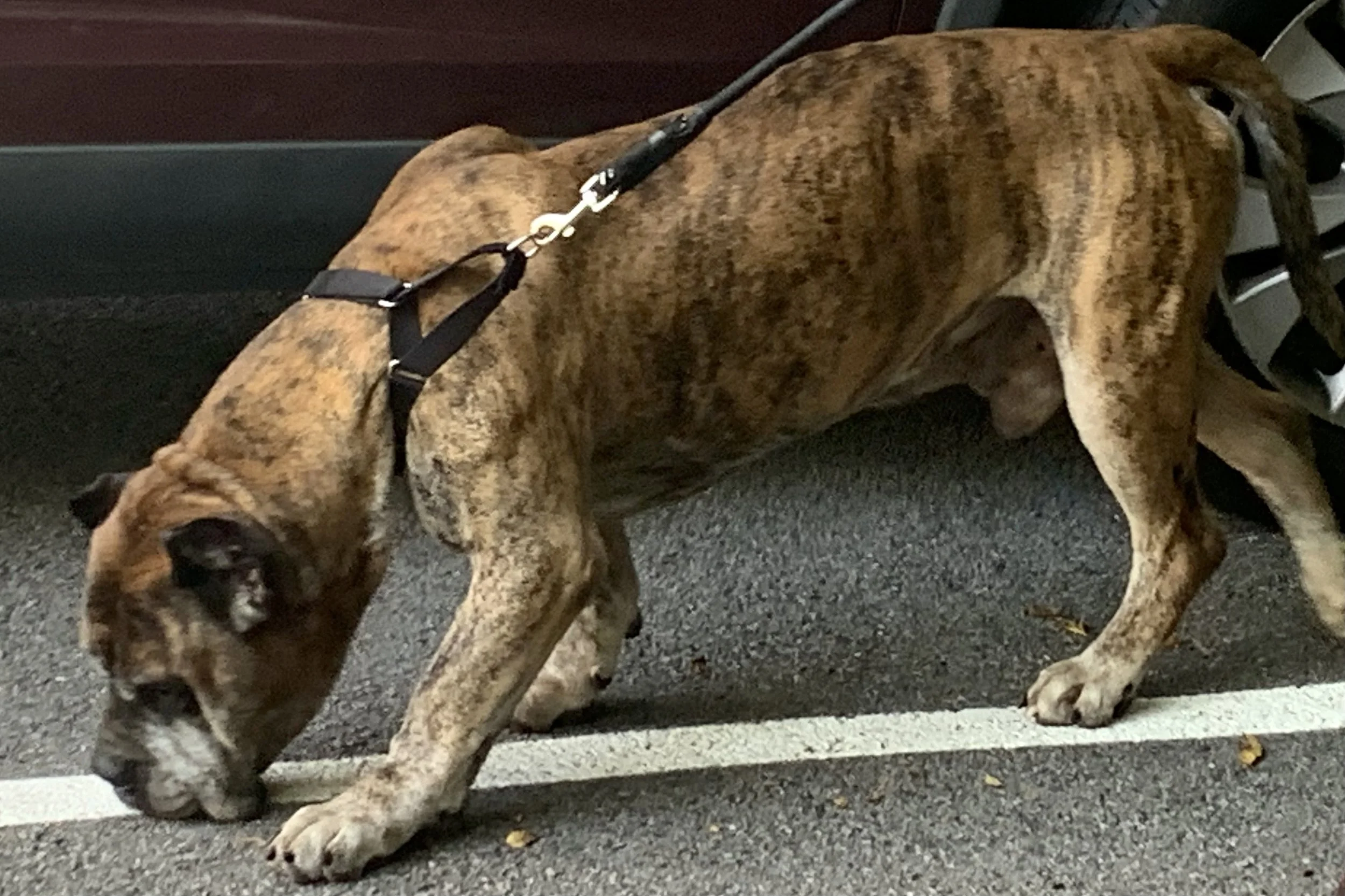 Dog on leash during rest stop break on a long road trip.