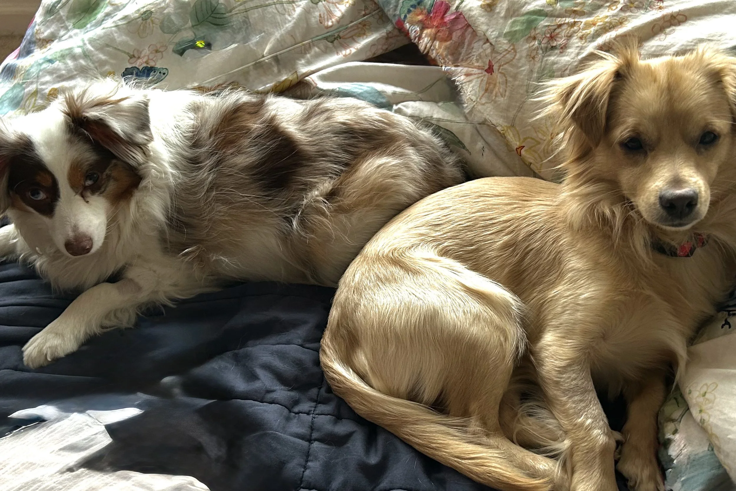 two small dogs resting together on a bed showing comfort and settling in a familiar indoor space