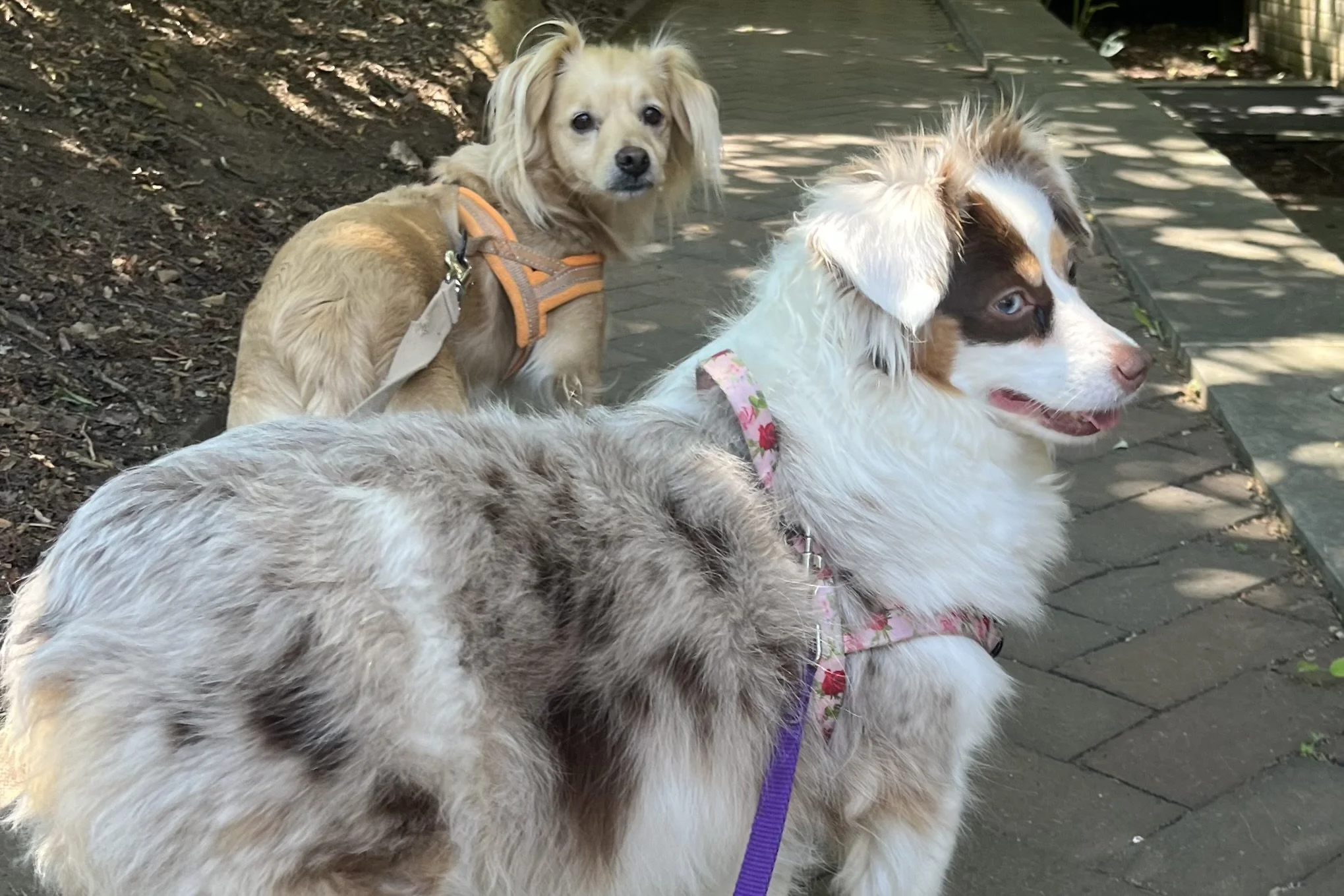 Saydie and Archie standing on a shaded walkway, alert and observing different parts of their surroundings during an outing.