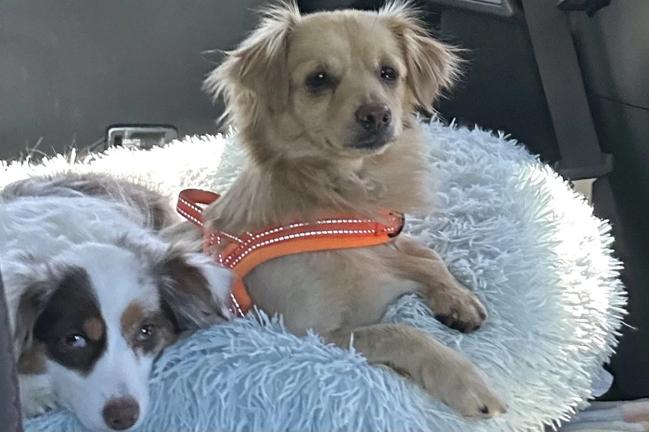 Dog resting on familiar donut bed secured in back seat during car travel.