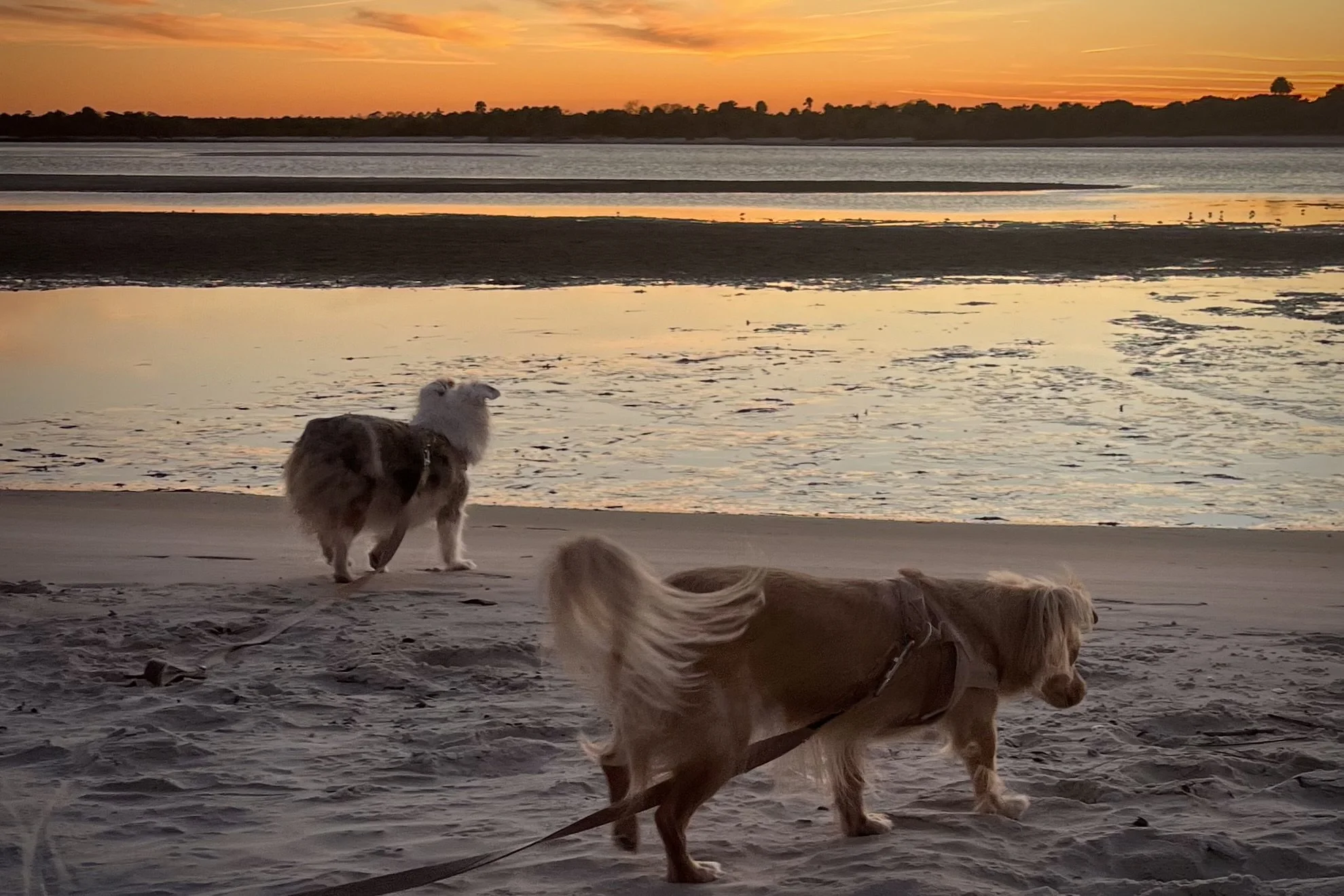 Two leashed dogs walking on sand at sunset, with shallow water reflecting warm light in the background.