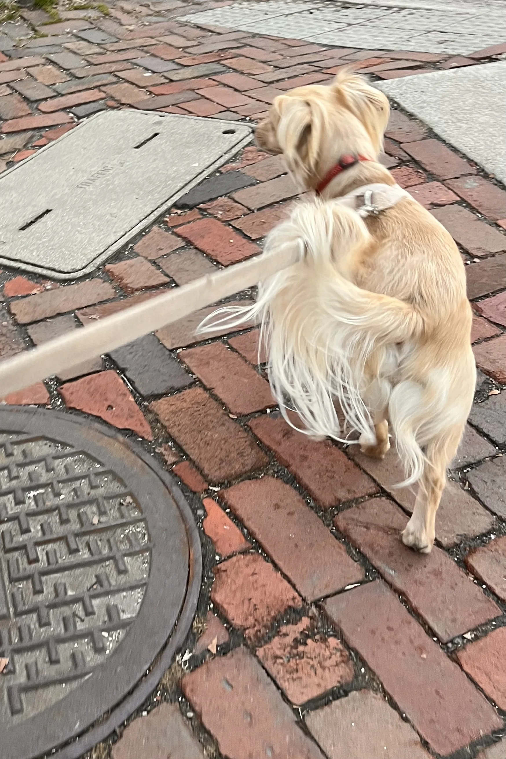Small dog on a leash walking across uneven brick sidewalk and metal utility cover, showing tight footing and surface changes.