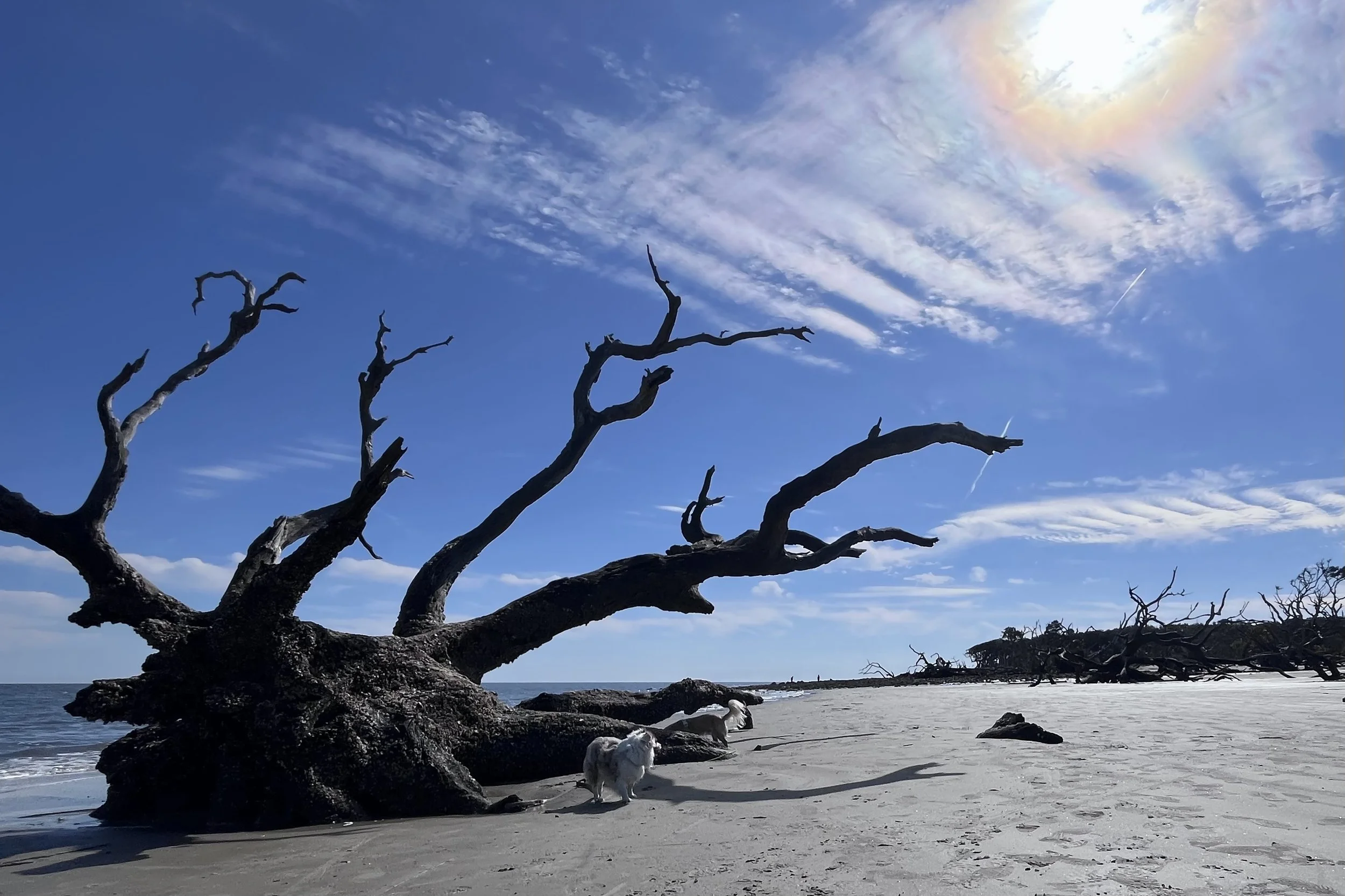 Large driftwood trees scattered across the sand at Driftwood Beach on Jekyll Island with dogs walking along the shoreline.