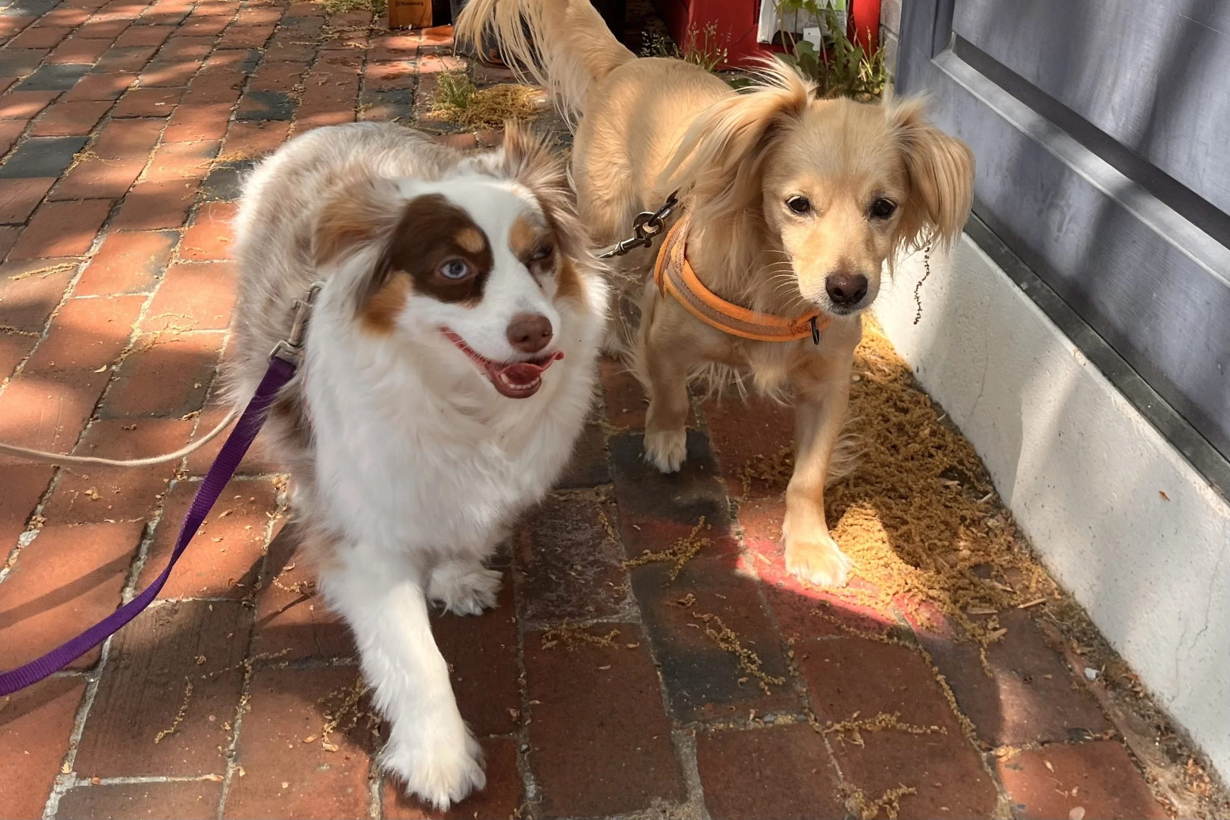 Saydie and Archie stand together on a brick walkway beside a door, wearing their leashes.