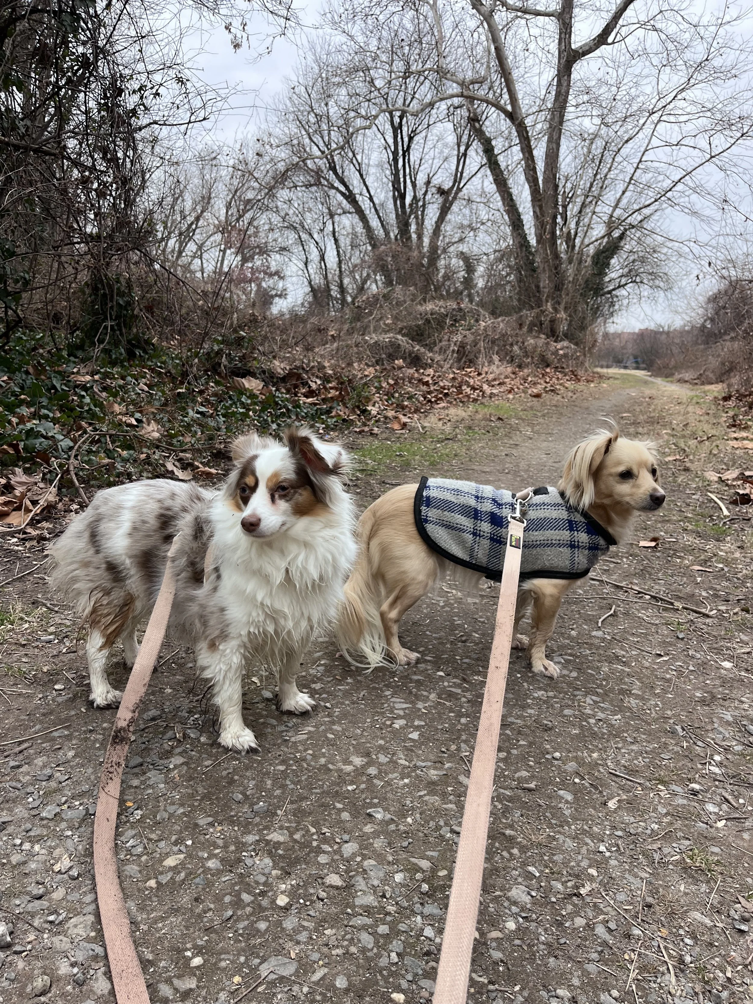 Two small dogs standing on a shaded dirt trail surrounded by wooded sections at Jones Point Park in Alexandria, Virginia.