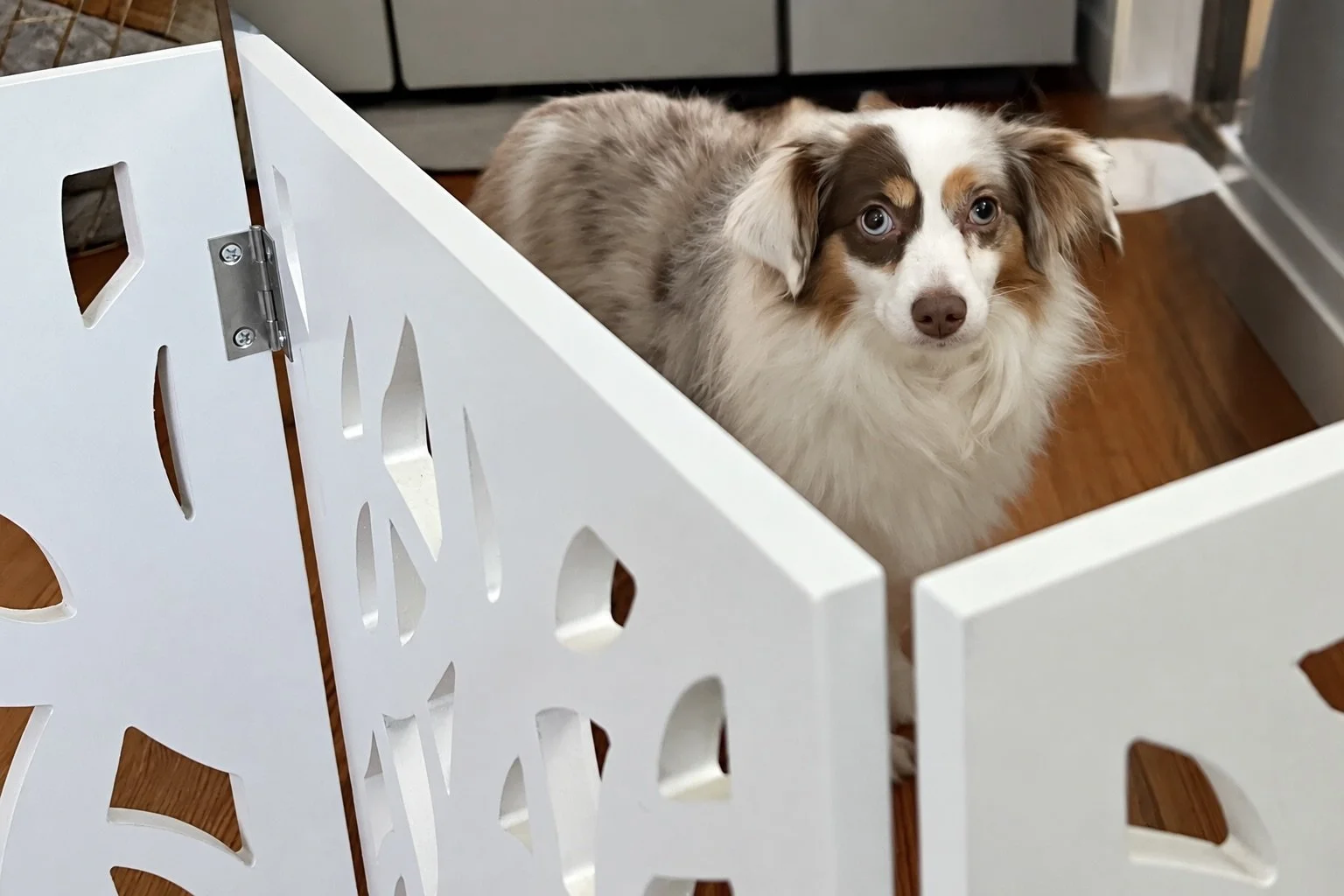 Saydie standing behind a white freestanding pet gate in the living room.