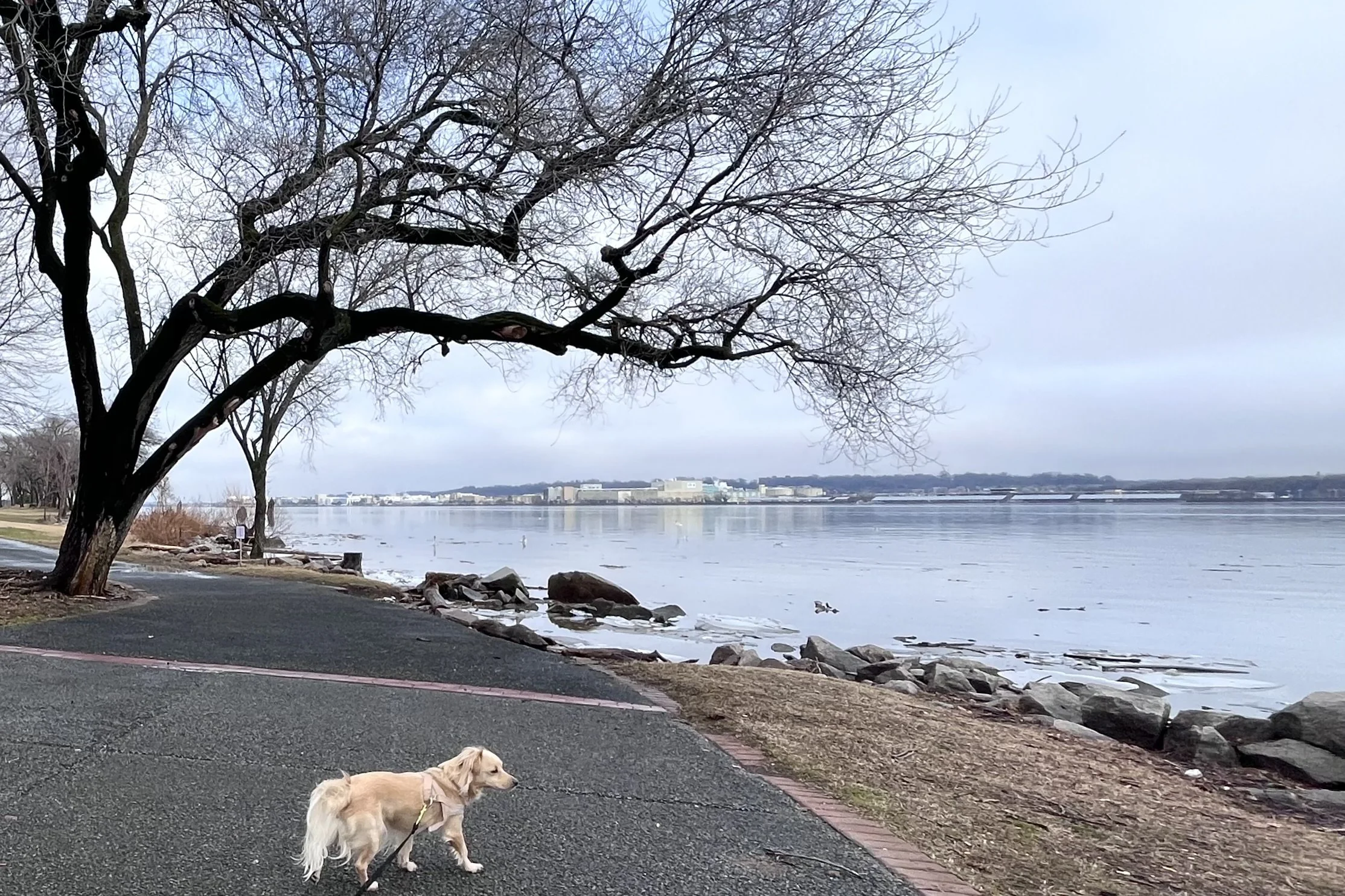 Small golden dog walking along a quiet waterfront path with open shoreline and overcast sky.