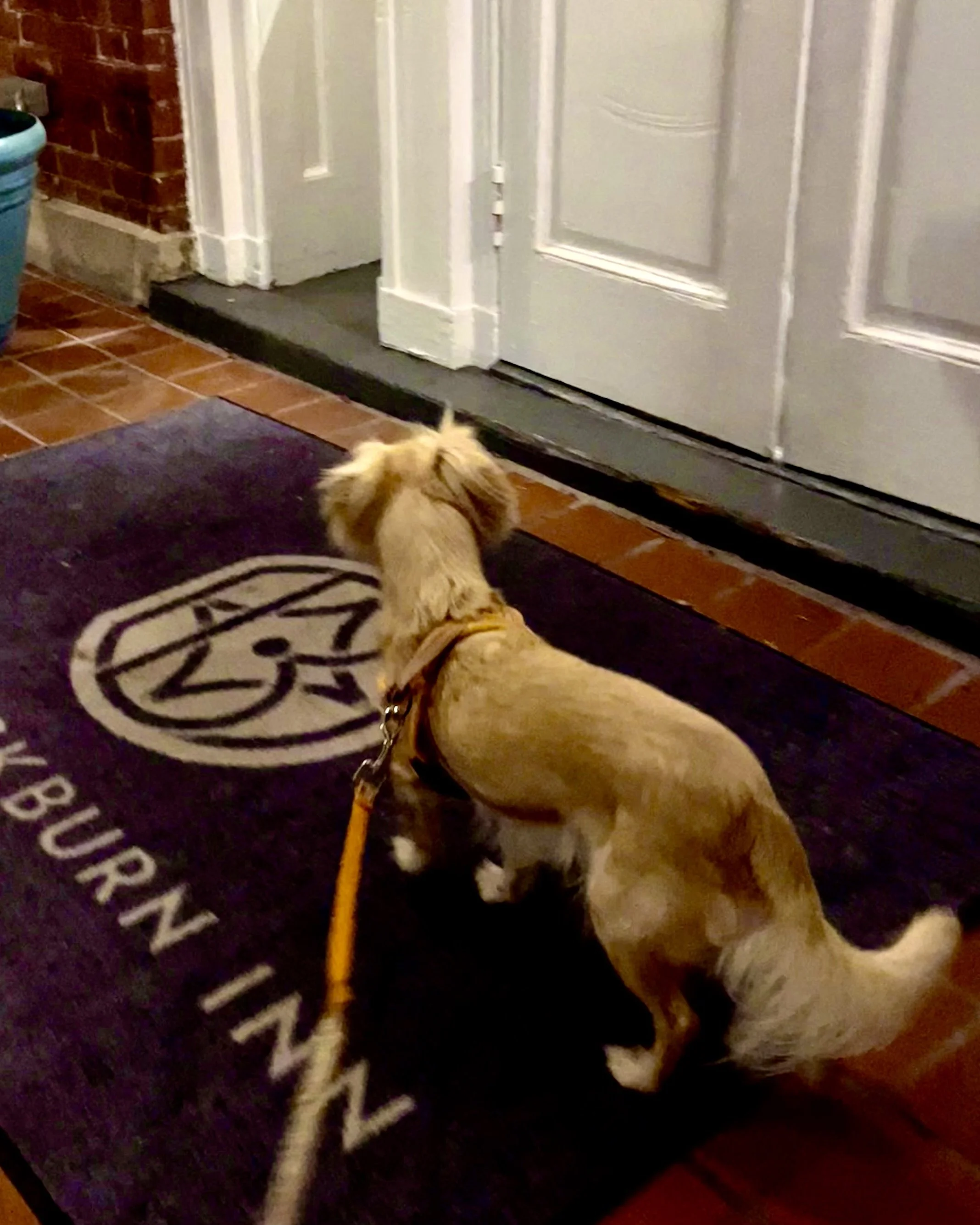 Small dog on leash standing on a pet-friendly hotel lobby mat during check-in.