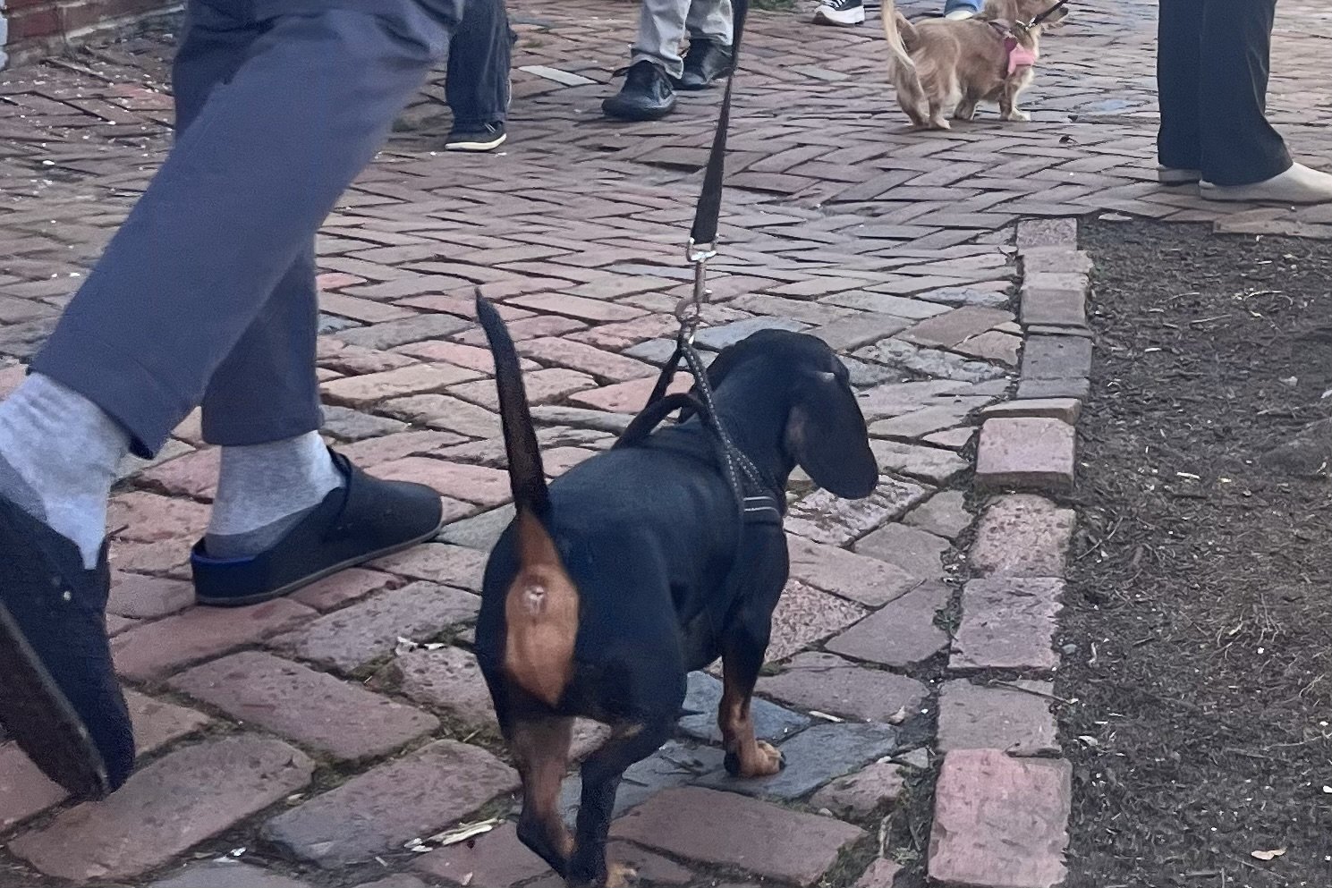 Small dachshund walking among pedestrians on a brick sidewalk in Old Town Alexandria.