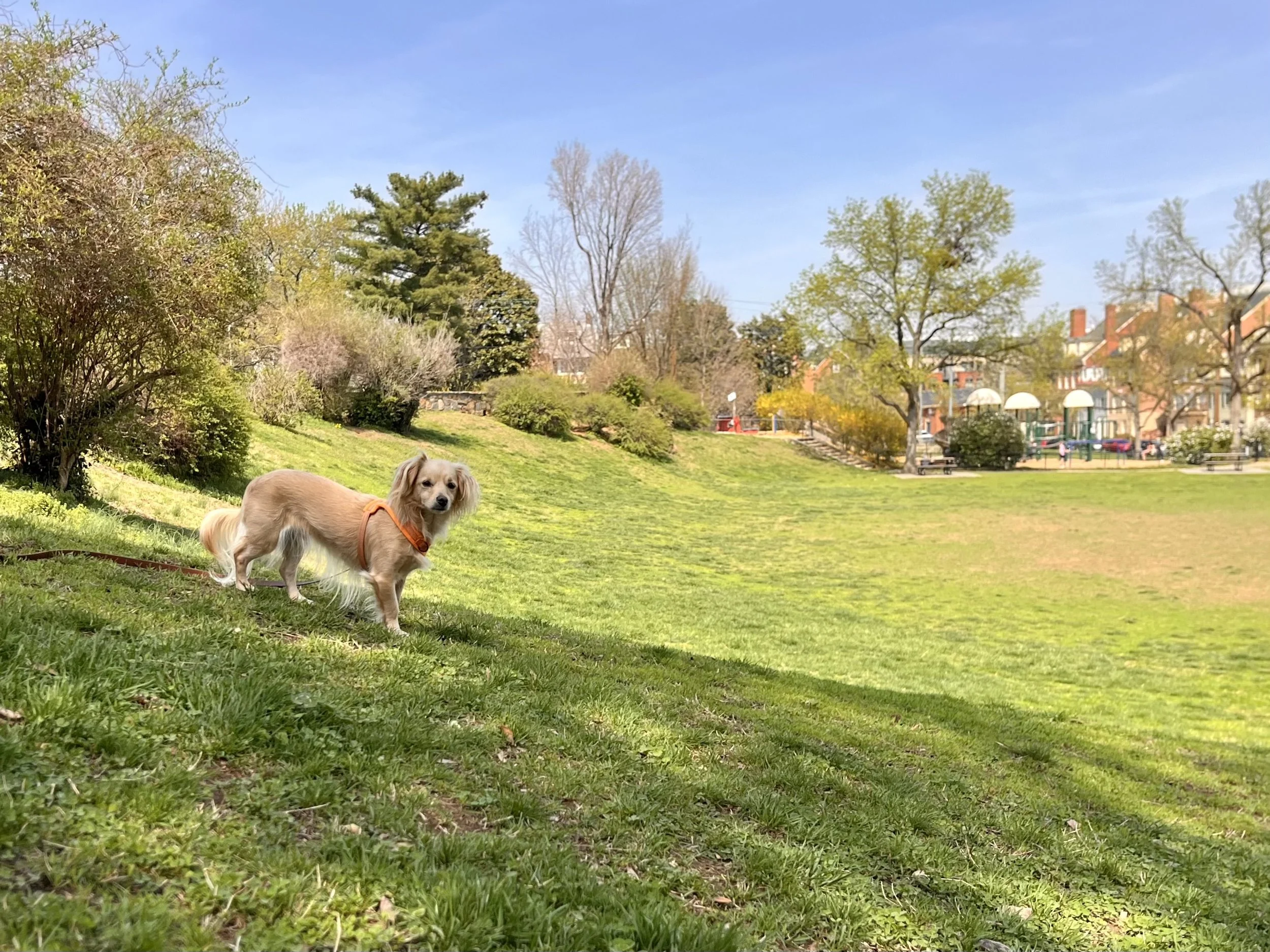 Open grassy area at Windmill Hill Park with river views and space for dogs to move freely