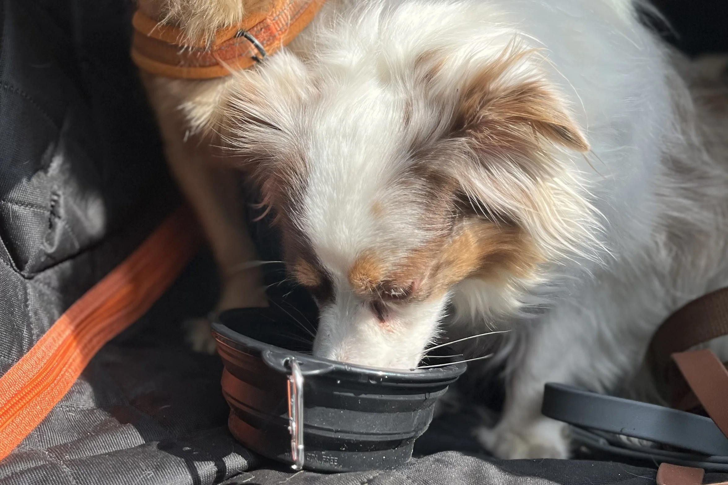 Small Australian Shepherd drinking from a collapsible silicone travel bowl in the back seat of a car during a road trip.