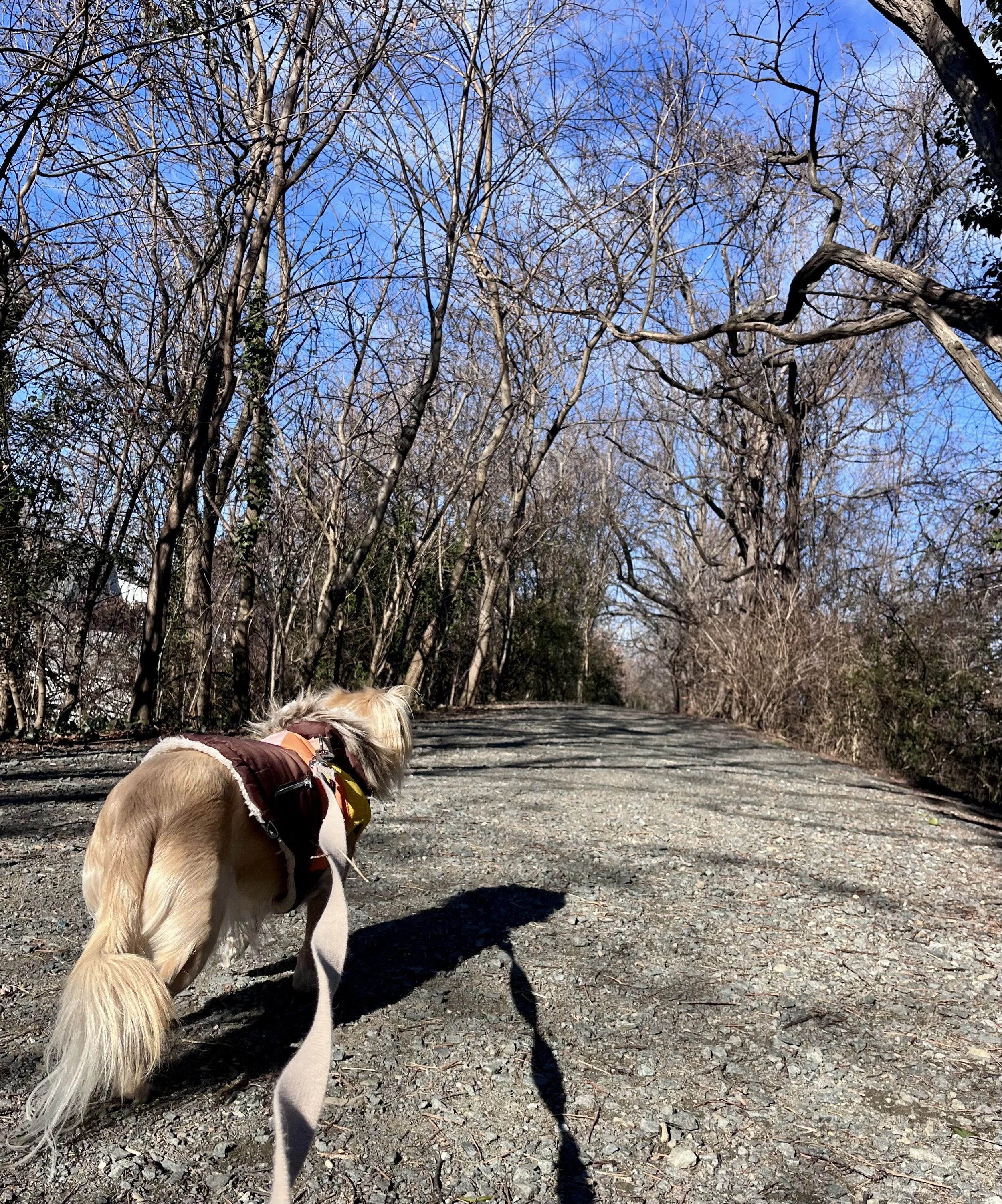 A leashed dog walking along a wide gravel path lined with trees in Old Town Alexandria on a quiet day.