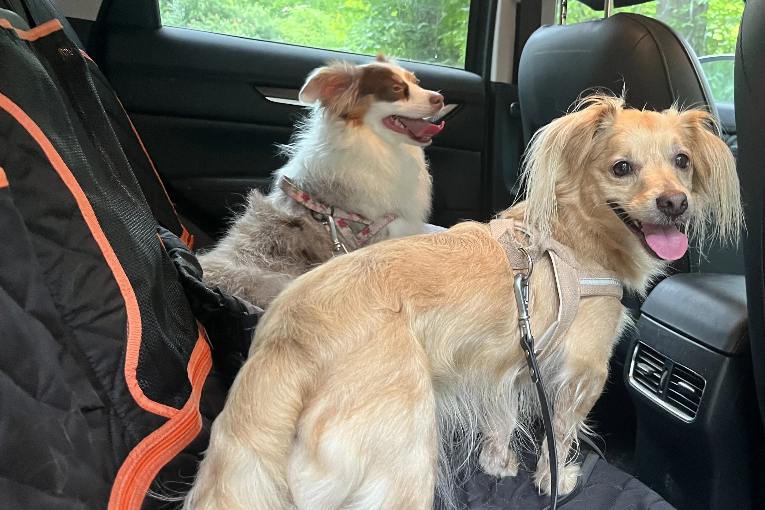 Two small dogs riding together in the back seat of a car.