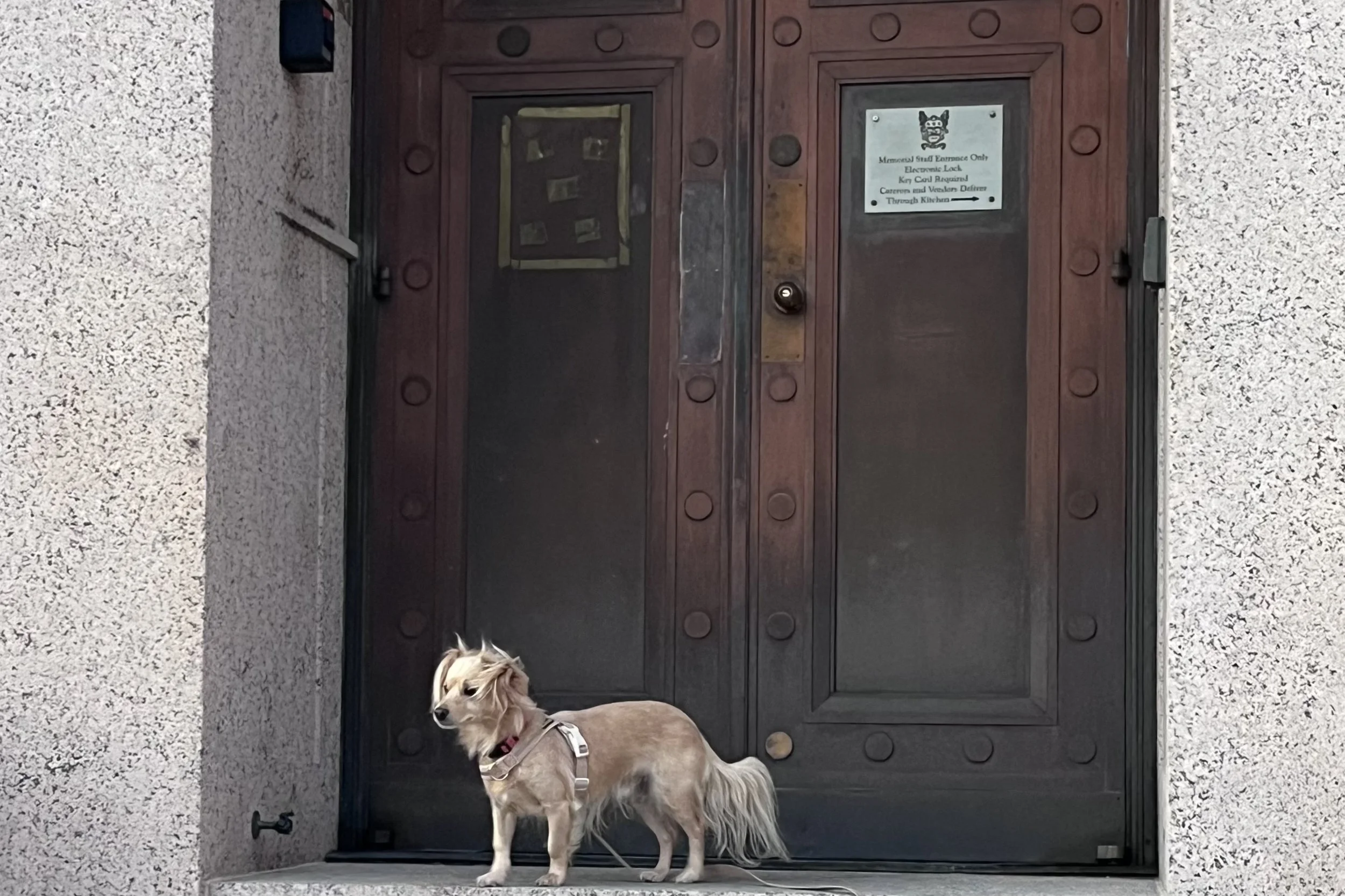 Archie standing in front of the entrance doors of the George Washington Masonic National Memorial in Alexandria, Virginia.
