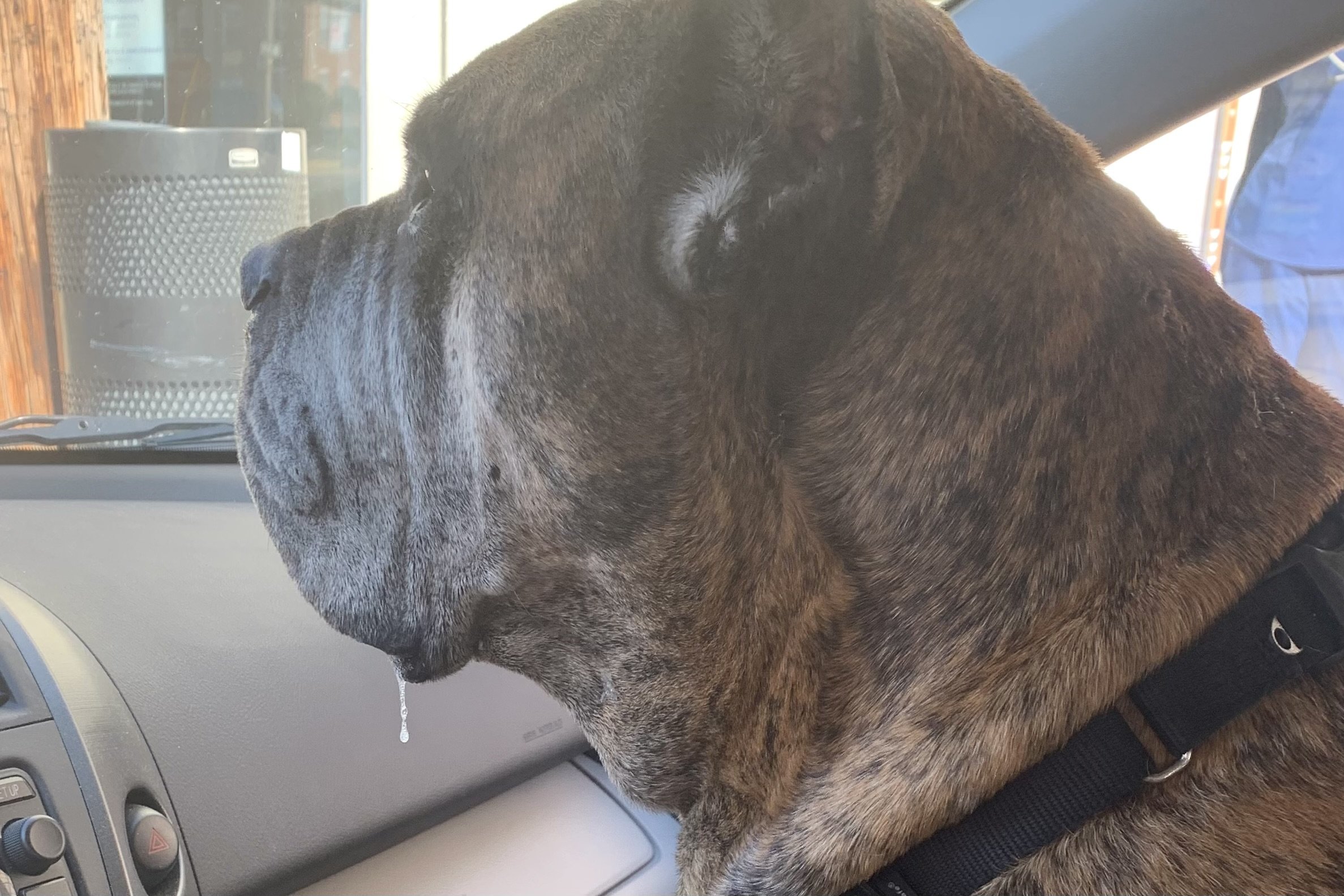 Dog appearing nauseous during a car ride with signs of motion sickness such as drooling and lowered posture.