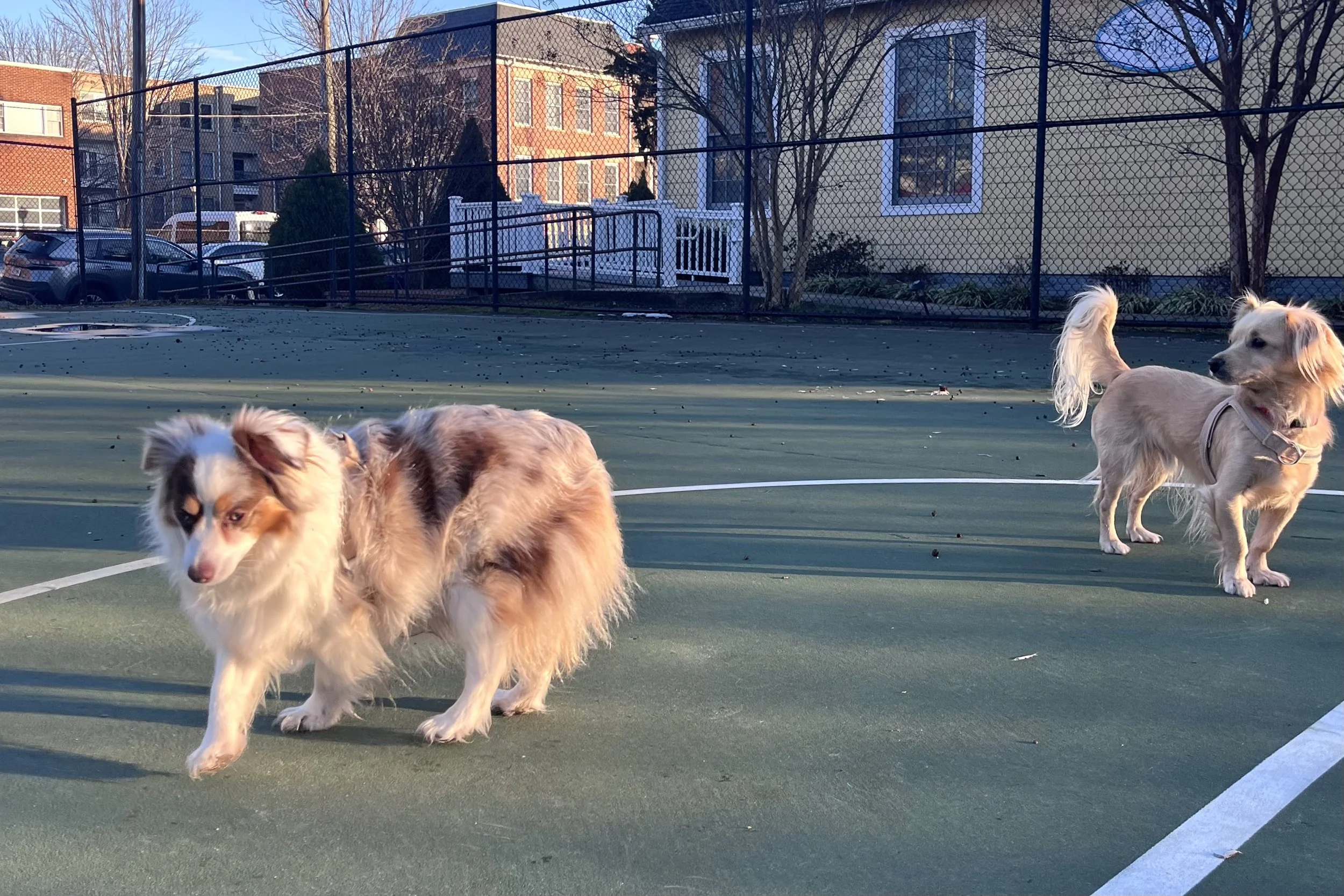 Small dogs running freely on a neighborhood basketball court in Old Town Alexandria during off-hours.