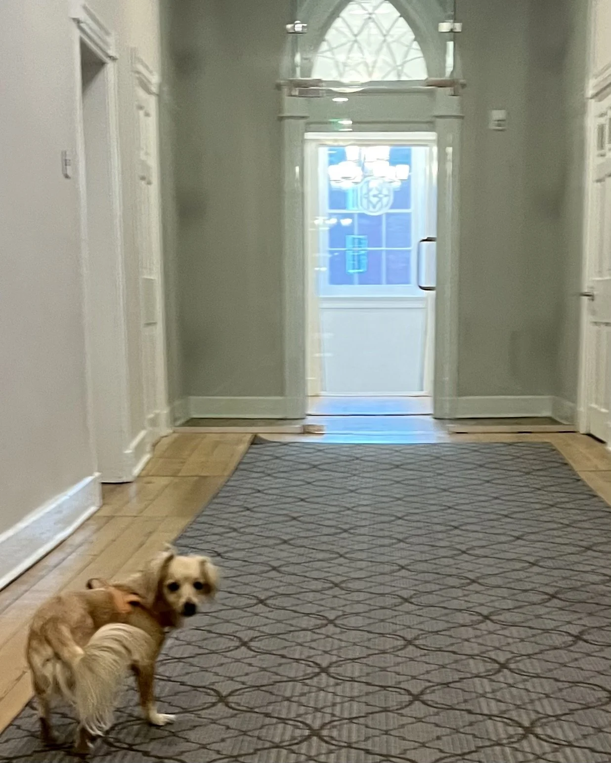 Small dog standing in a long hotel hallway, illustrating noise and stimulation considerations when choosing pet-friendly accommodations.