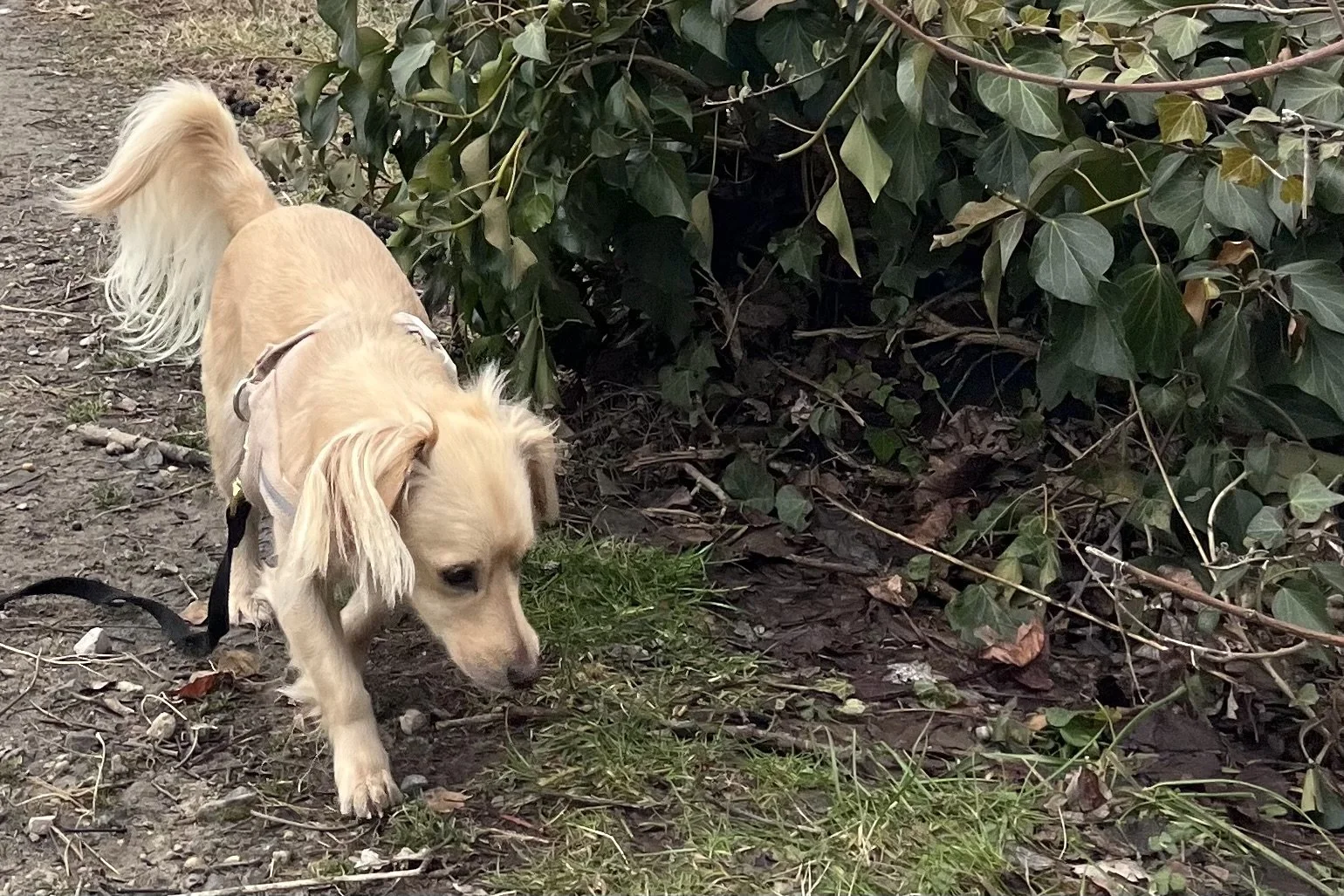 Dog sniffing along a grassy edge next to dense ivy, moving slowly and focused on scent.