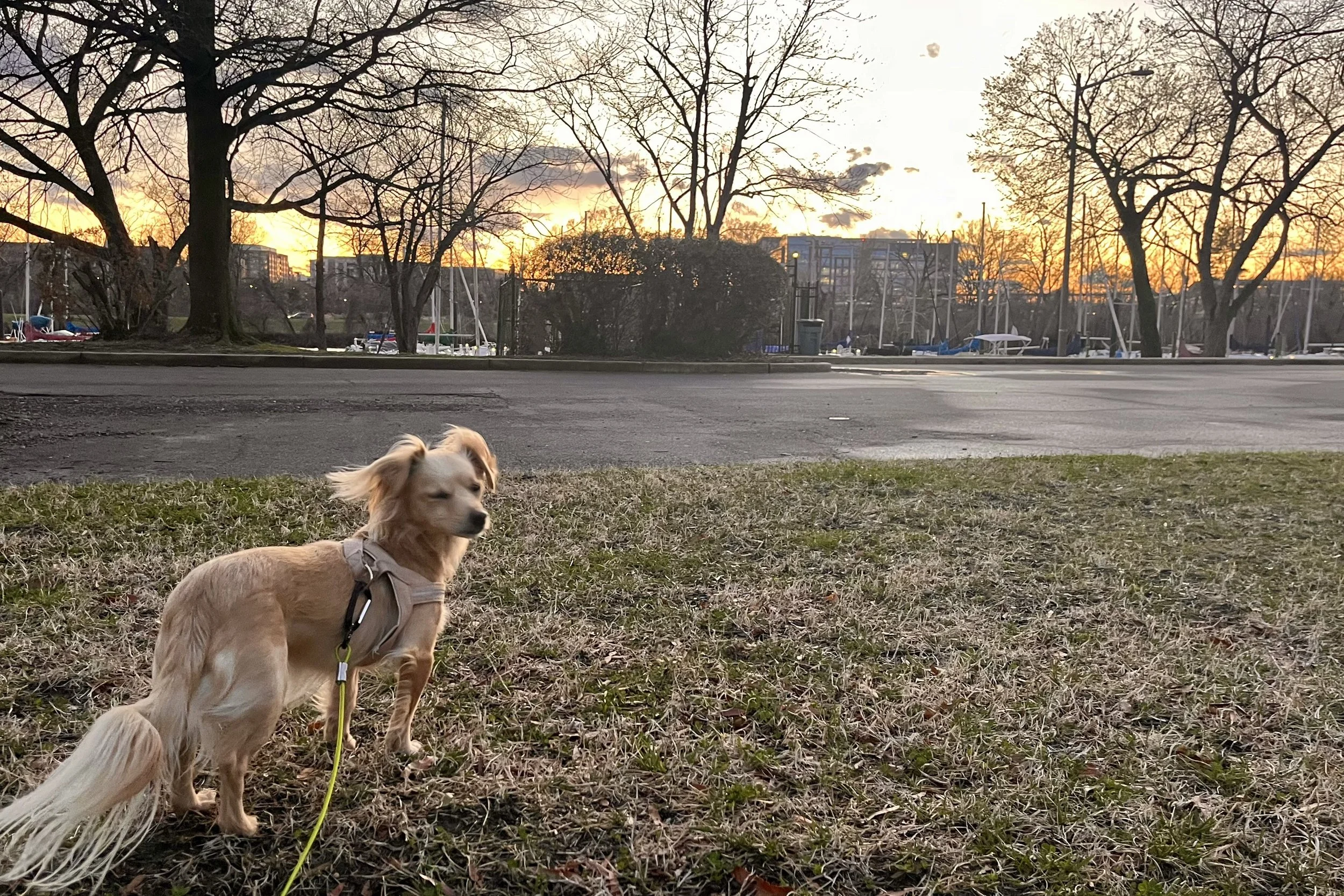 Small dog standing in grassy park at sunset at Daingerfield Island in Alexandria, Virginia.