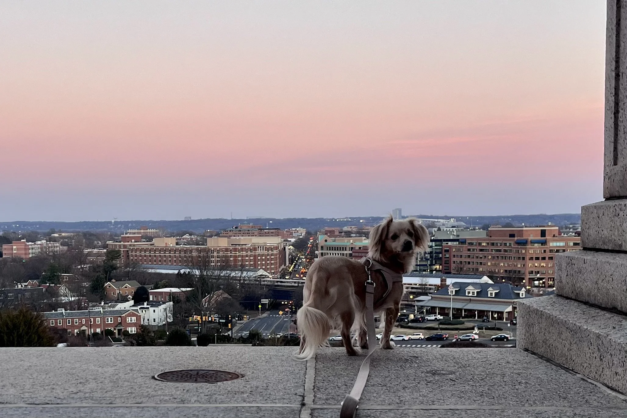 Archie overlooking King Street, Old Town Alexandria, and the Potomac River from the George Washington Masonic National Memorial at sunset.