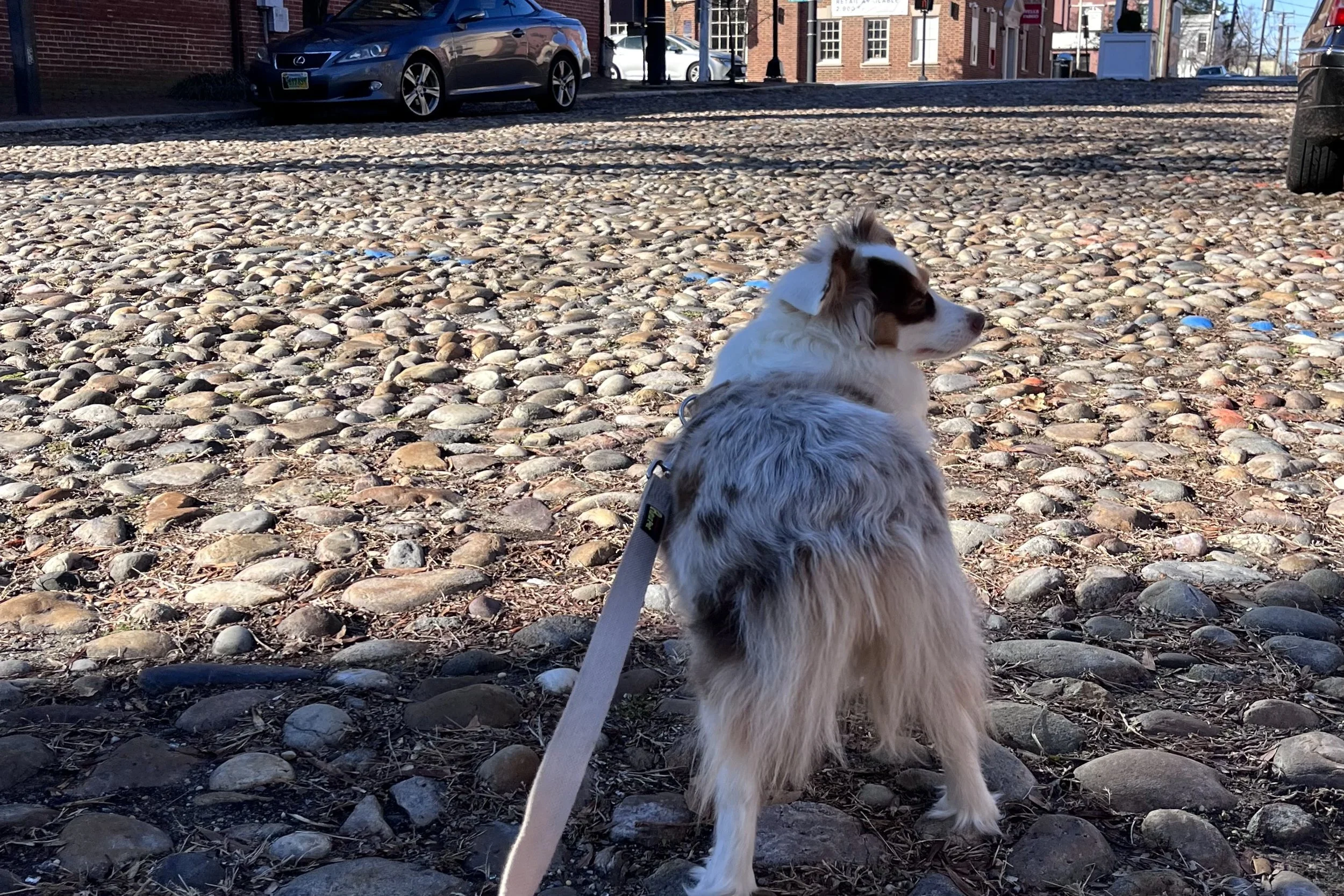 Small dog standing on uneven cobblestone street in Old Town Alexandria with nearby cars and visible intersection.
