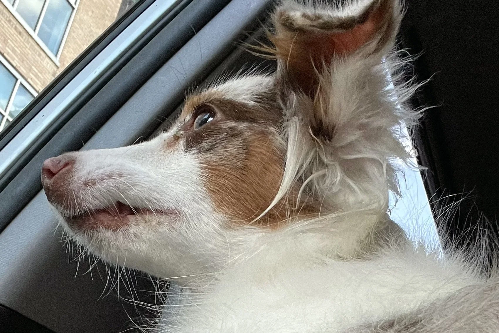 Dog looking out a car window, tracking movement outside and remaining alert