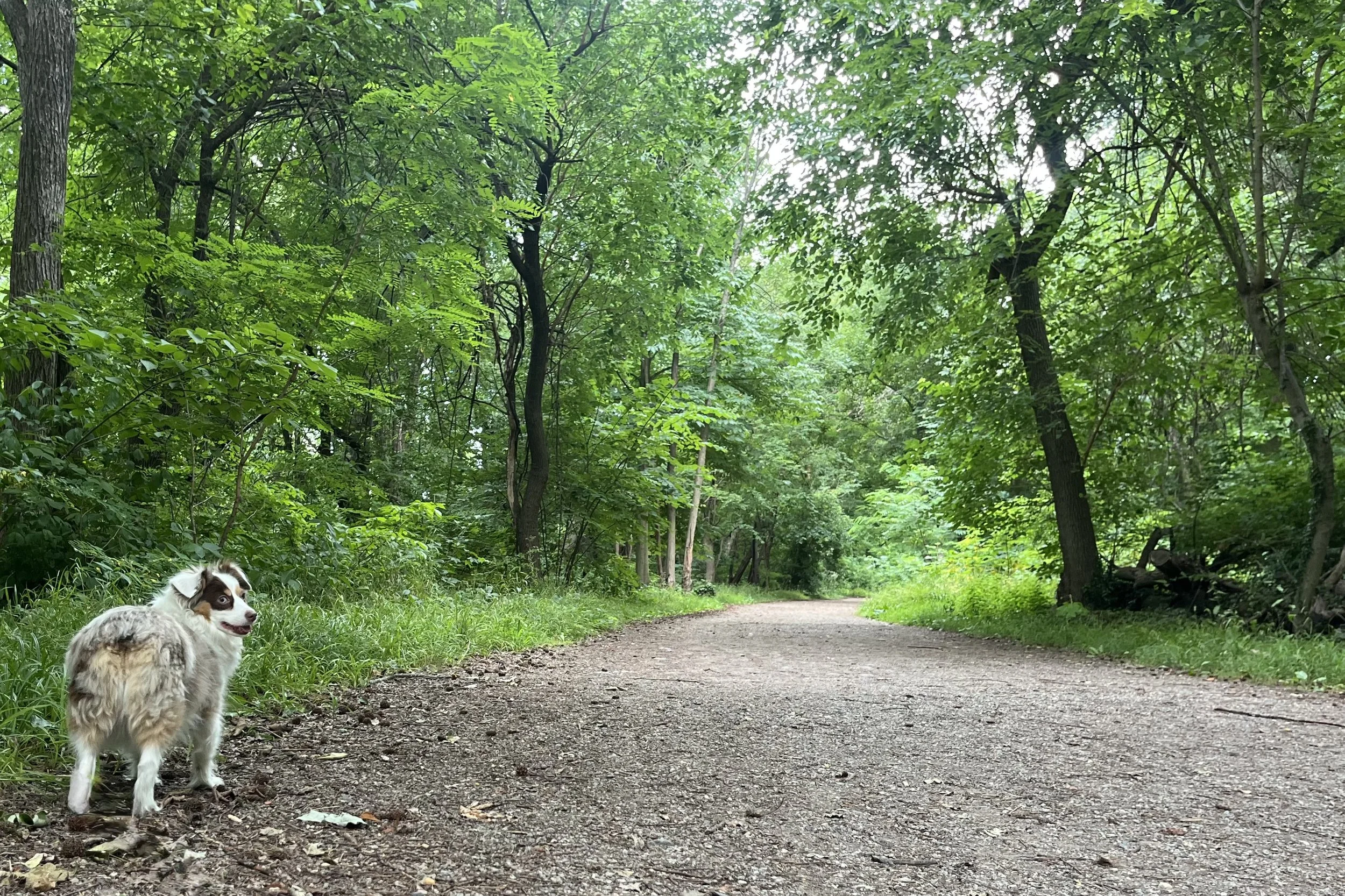 Saydie standing on a wide natural hiking trail beneath a dense green tree canopy in summer.