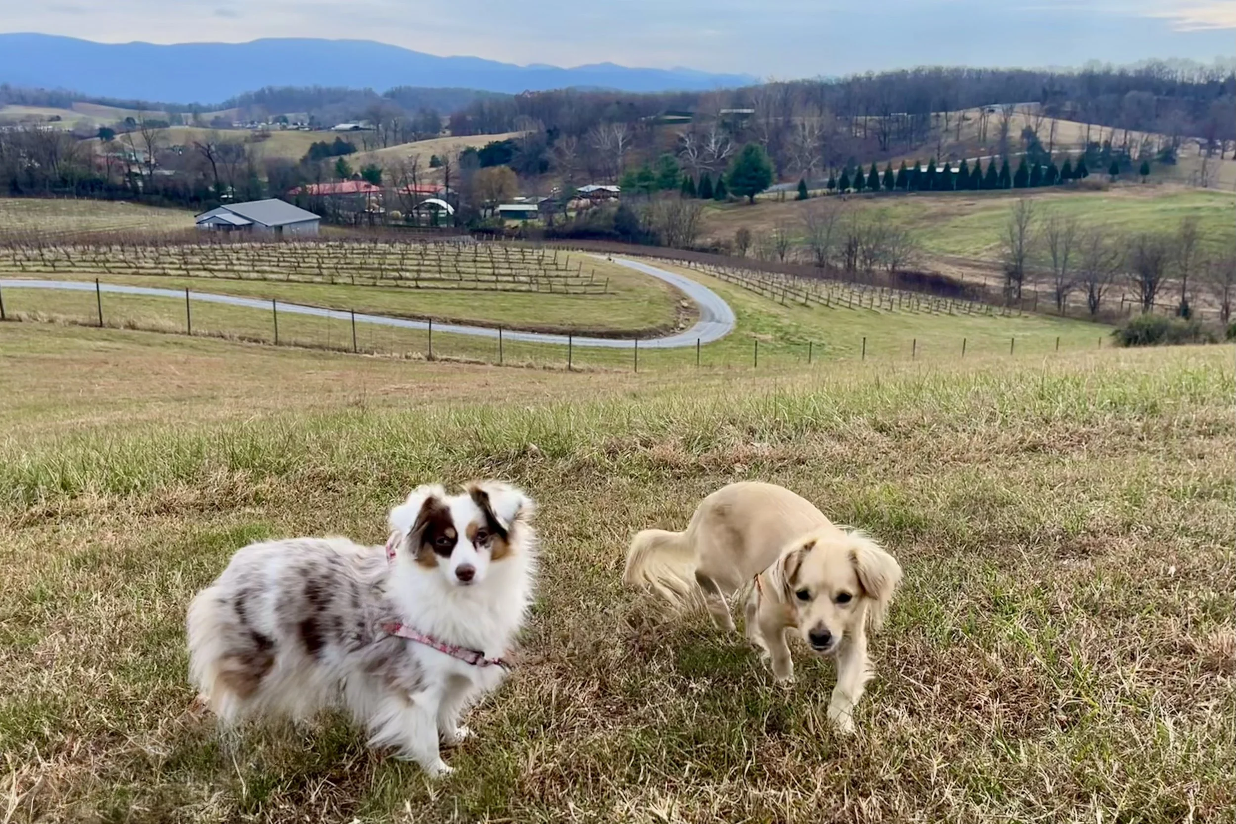 Two small dogs standing on a grassy hillside overlooking vineyards, farmland, and Blue Ridge Mountains near Lexington Virginia.