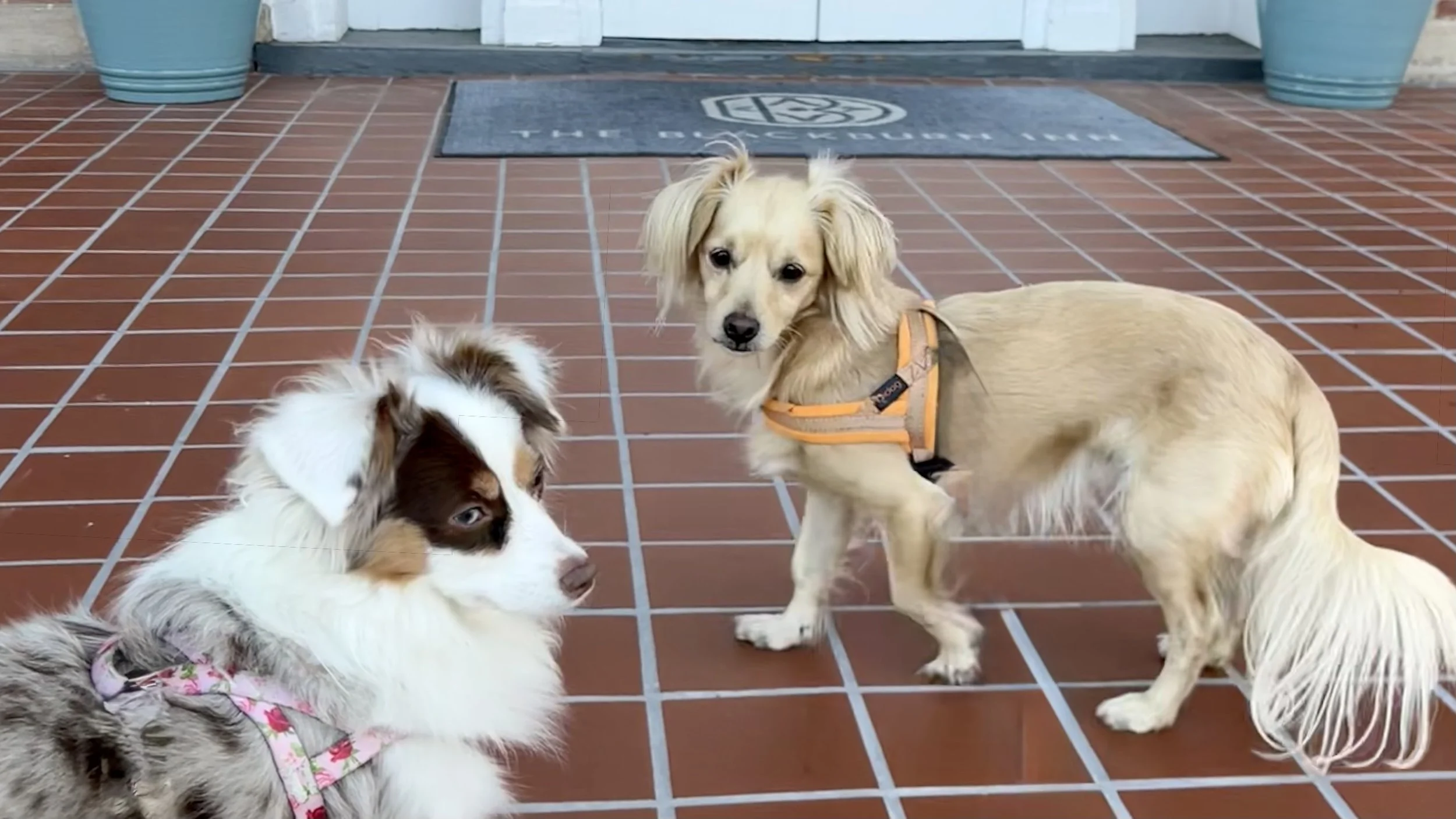 Two small dogs standing outside a pet-friendly accommodation entrance, illustrating the choice between hotels and vacation rentals for traveling with dogs.