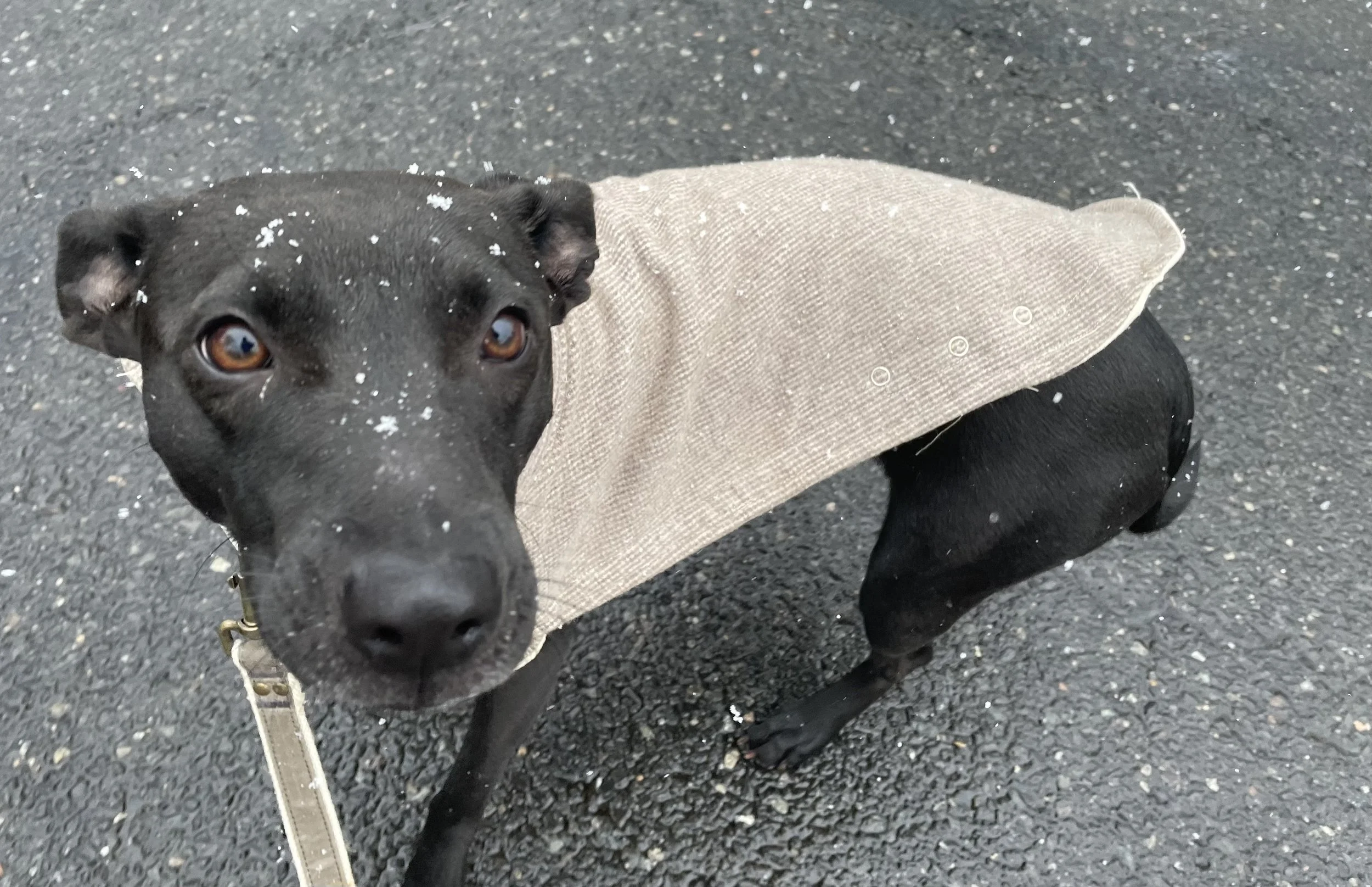 Black dog wearing a wool coat walking on pavement during light snowfall.
