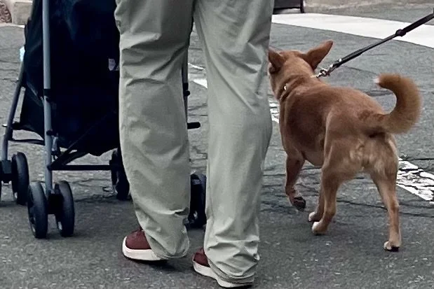 Small dog walking near pedestrians and a stroller on a busy city sidewalk.