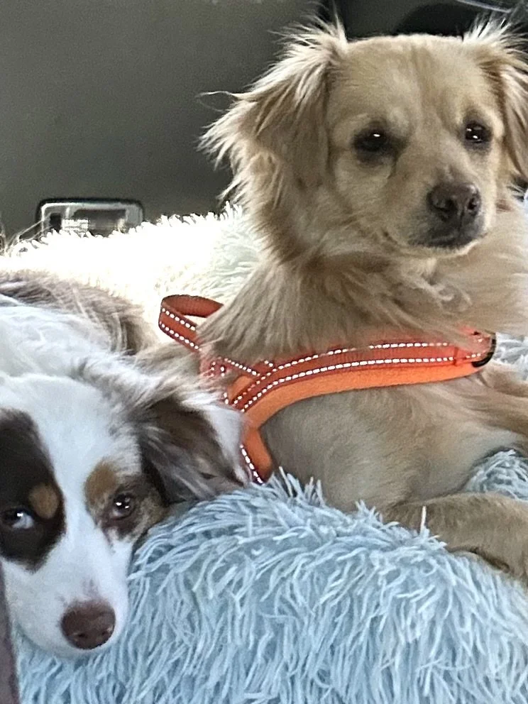 Two small dogs resting together in the back seat of a car beside packed luggage, calm and observant at the start of a road trip.