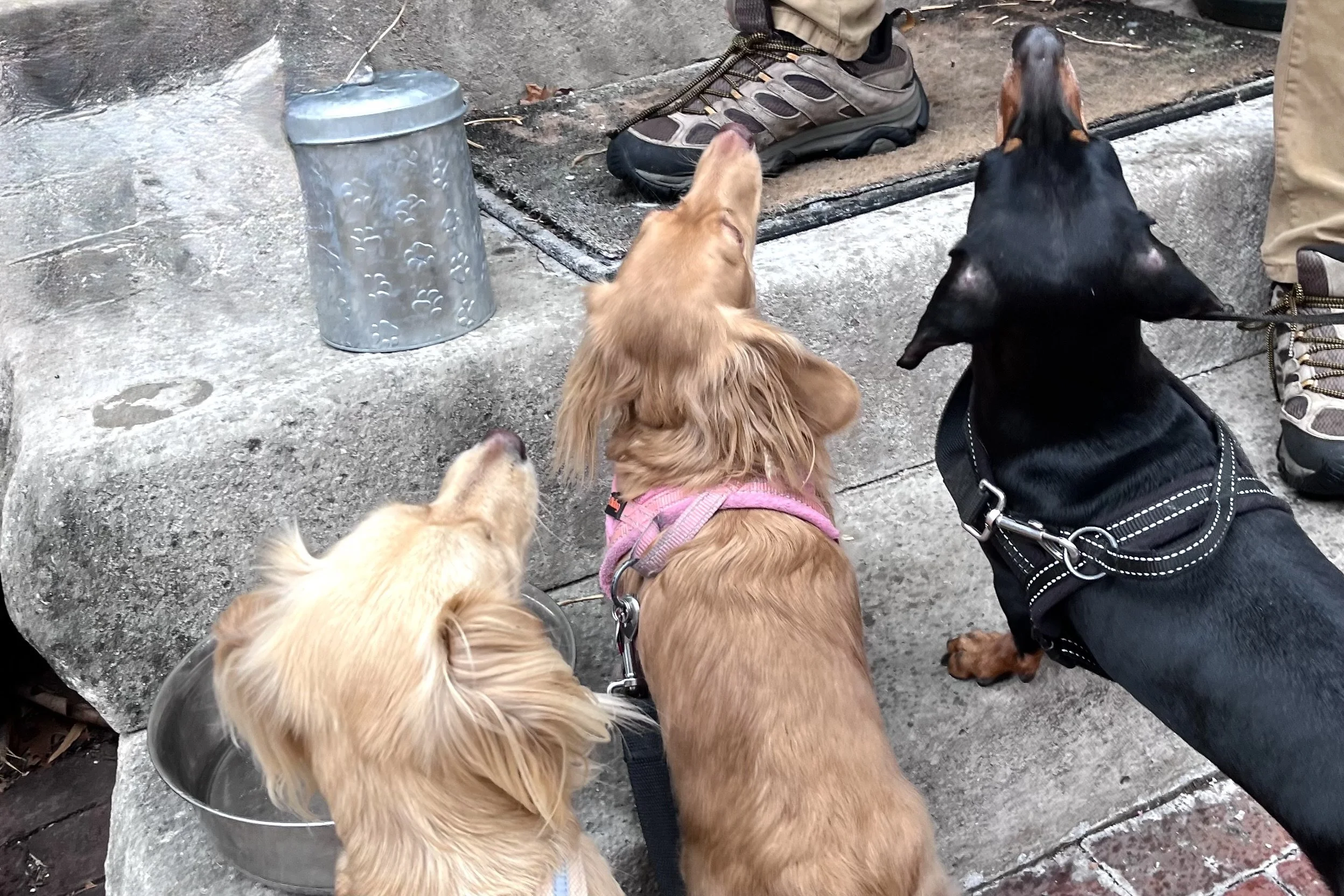 Three dogs waiting beside a biscuit tin during a neighborhood walk in Old Town Alexandria.