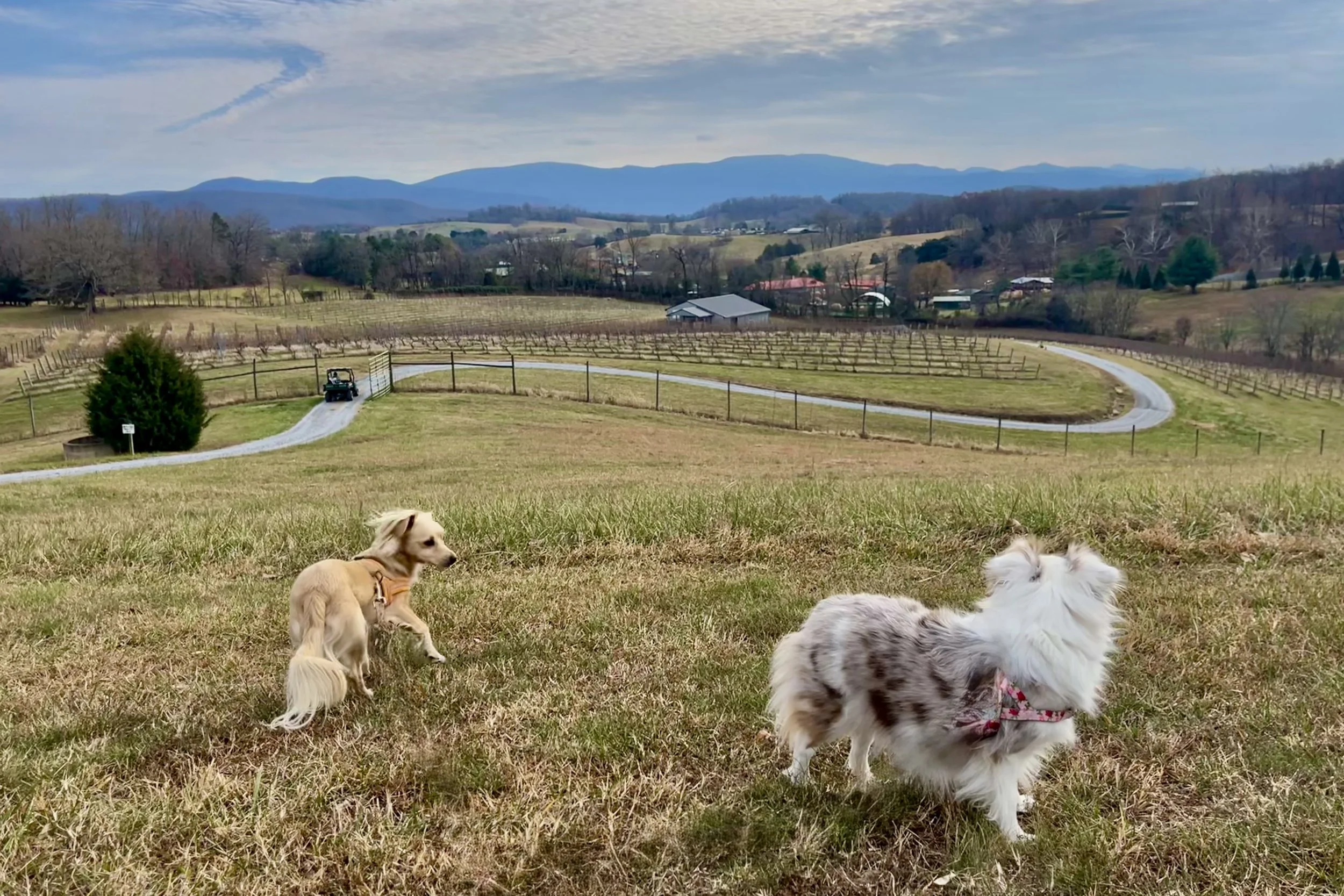 Two small dogs on leashes walking through an open grassy field outside Lexington, Virginia, with wide views and hills in the backgrou