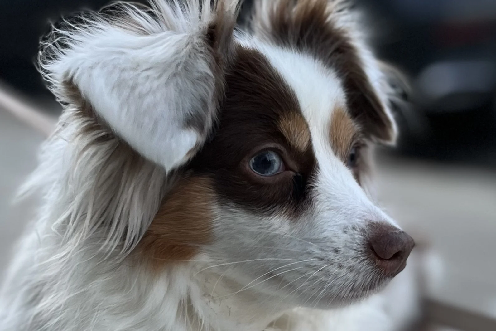 Small dog pausing and scanning the environment during a walk, showing the alert posture that can happen when dogs freeze in unfamiliar places.