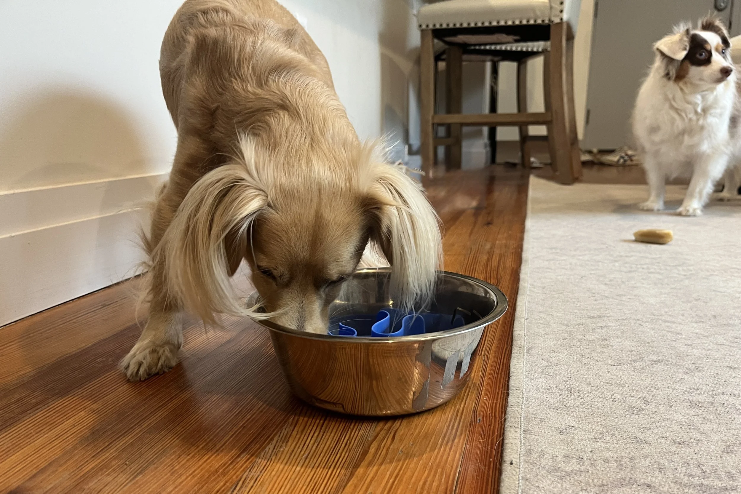 Archie eats from a metal bowl with a blue slow feeder insert while Saydie stands in the background.