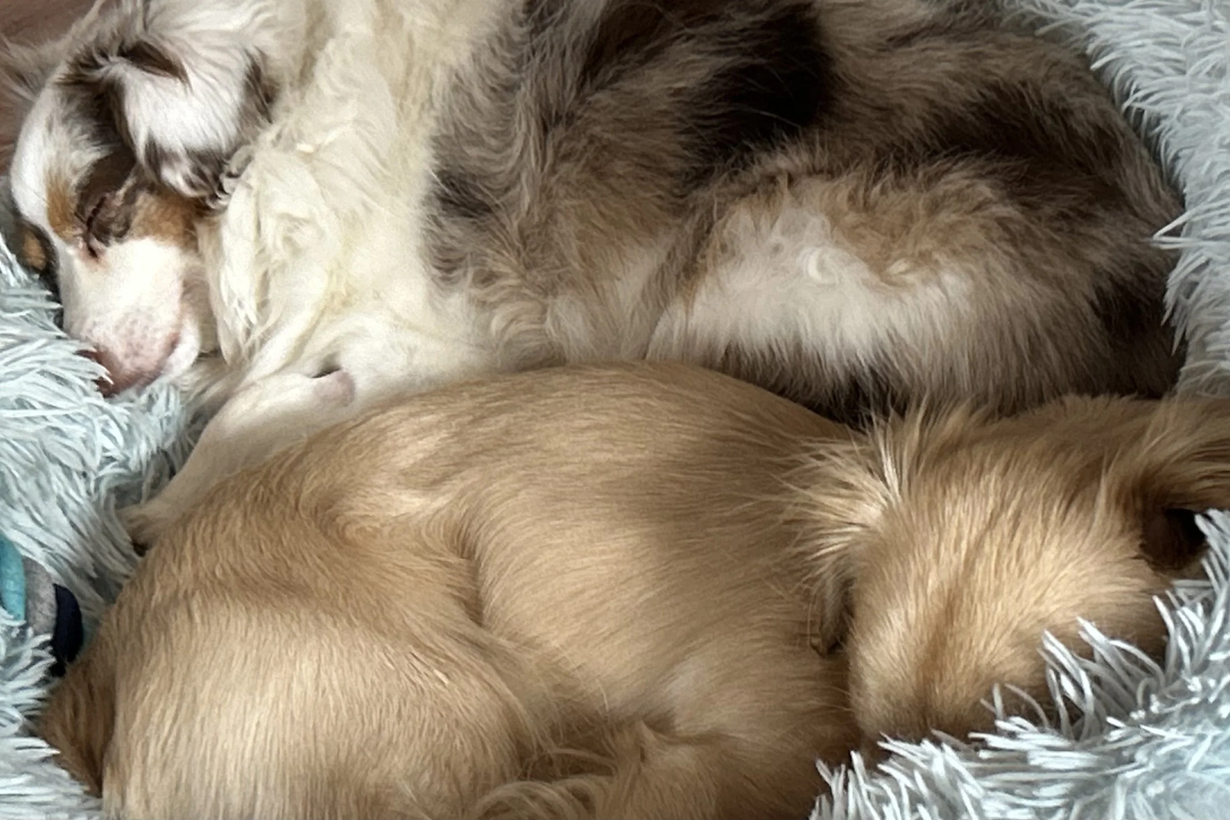 Two small dogs curled together asleep in a soft, fluffy bed, resting closely and peacefully during travel.