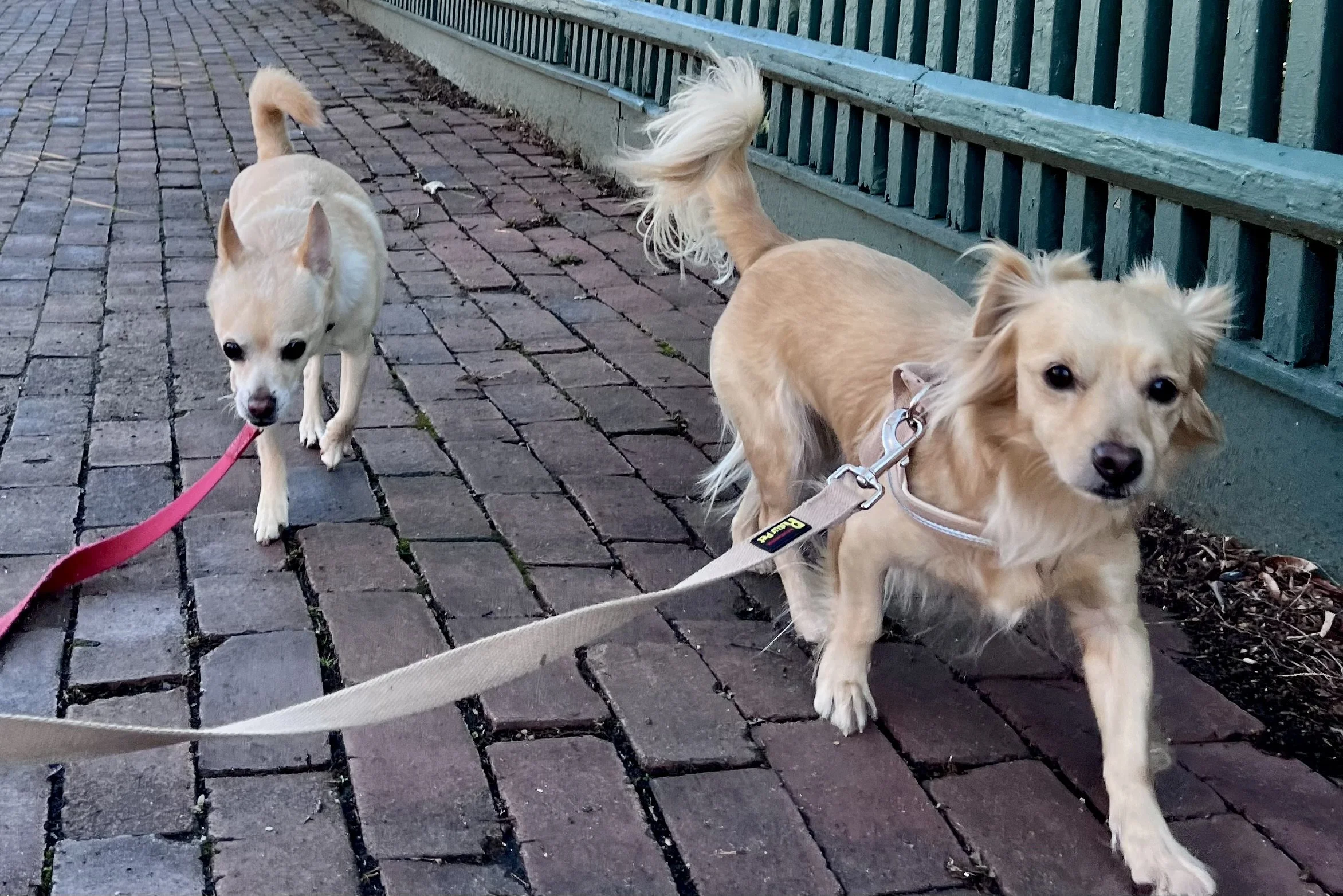 Two small dogs on leashes walking along a brick sidewalk in Old Town Alexandria, one slightly ahead and the other following, showing uneven walking pace.