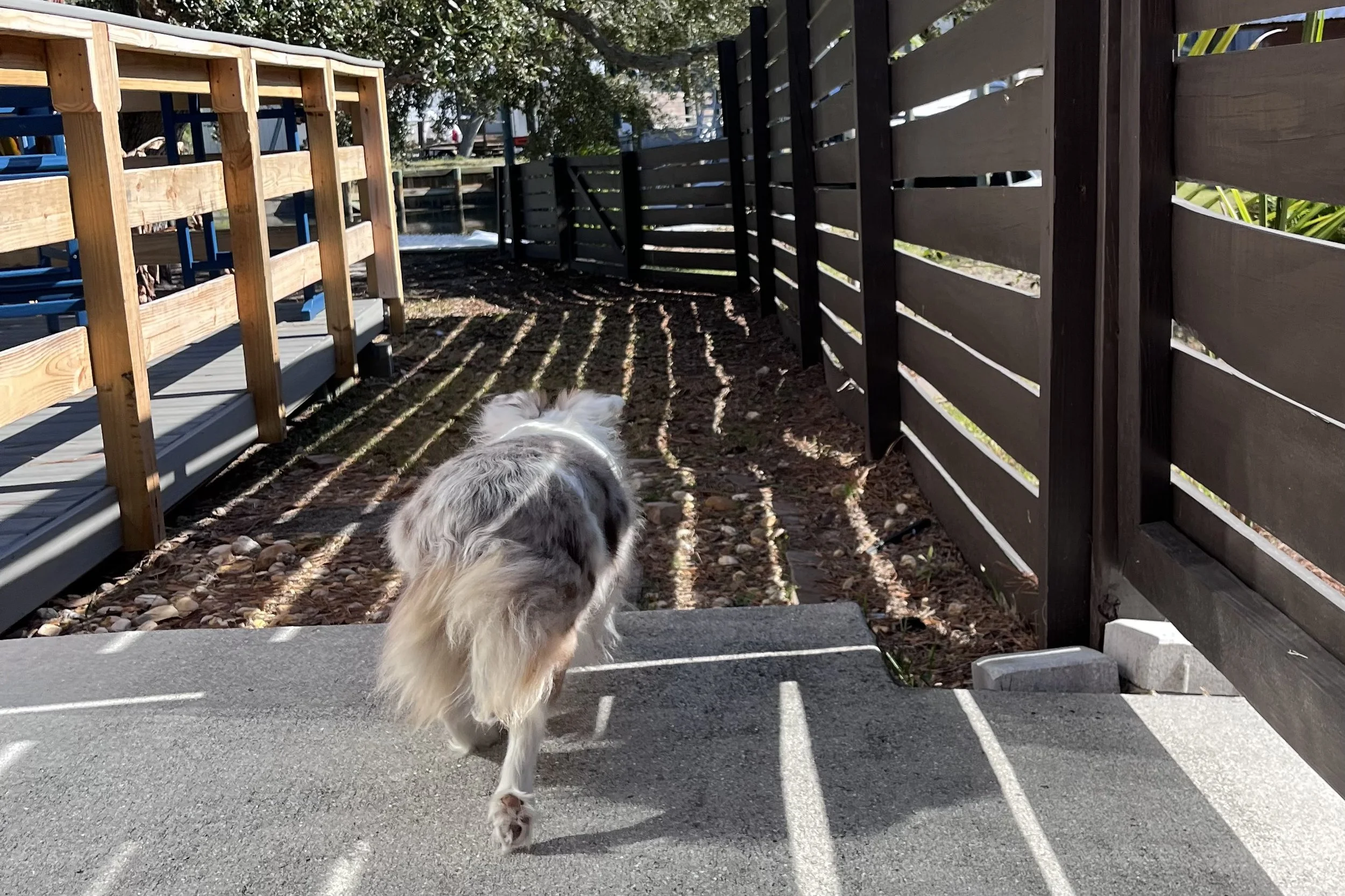 Small cream-colored dog walking away down a fenced backyard path with sunlight and tree shadows.
