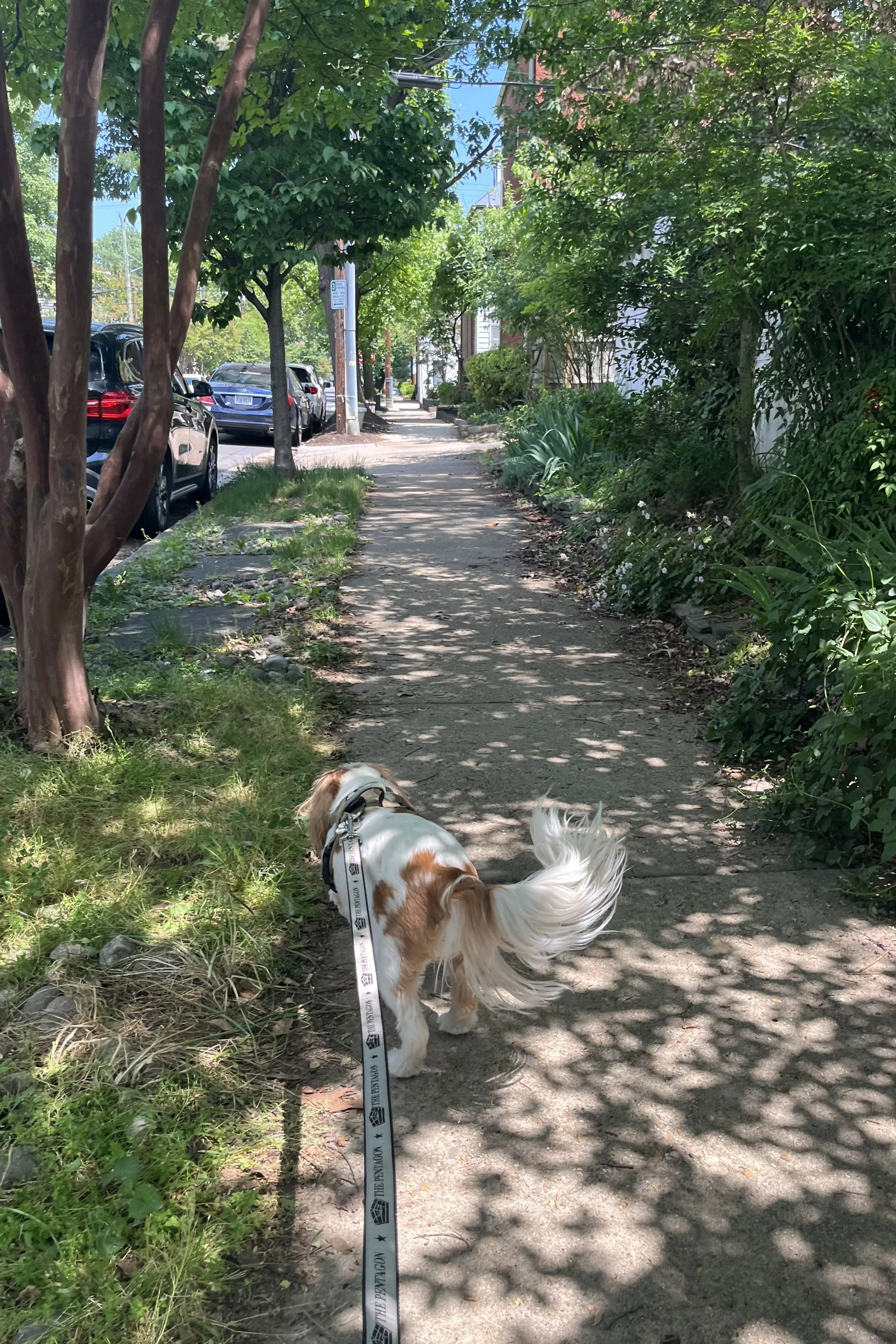 Small dog walking along a shaded sidewalk in Old Town Alexandria during summer with heavy tree canopy and dappled sunlight across the path.