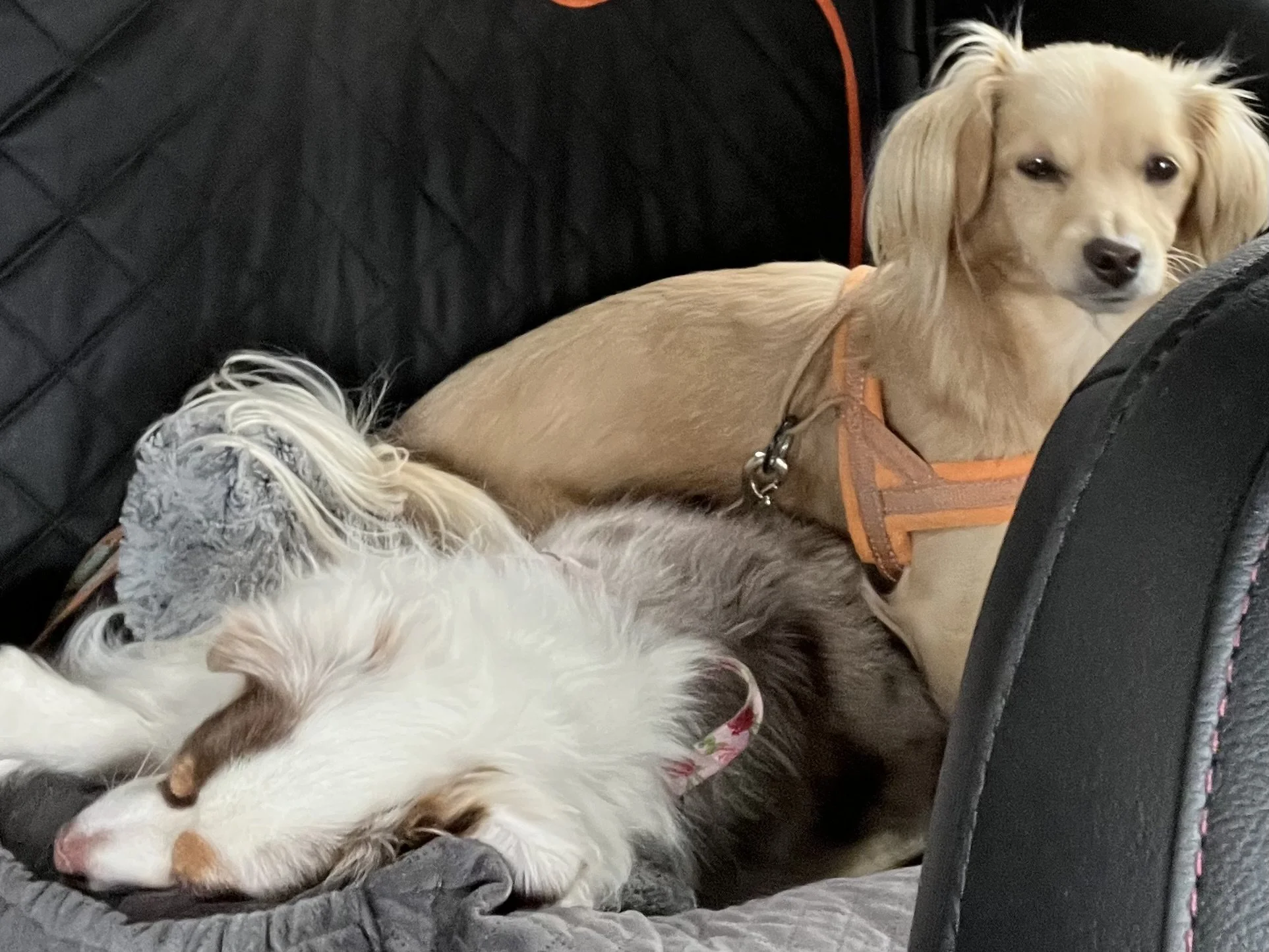 Two small dogs resting in the backseat of a car, one lying down with eyes closed while the other sits upright in an orange harness during a long road trip.