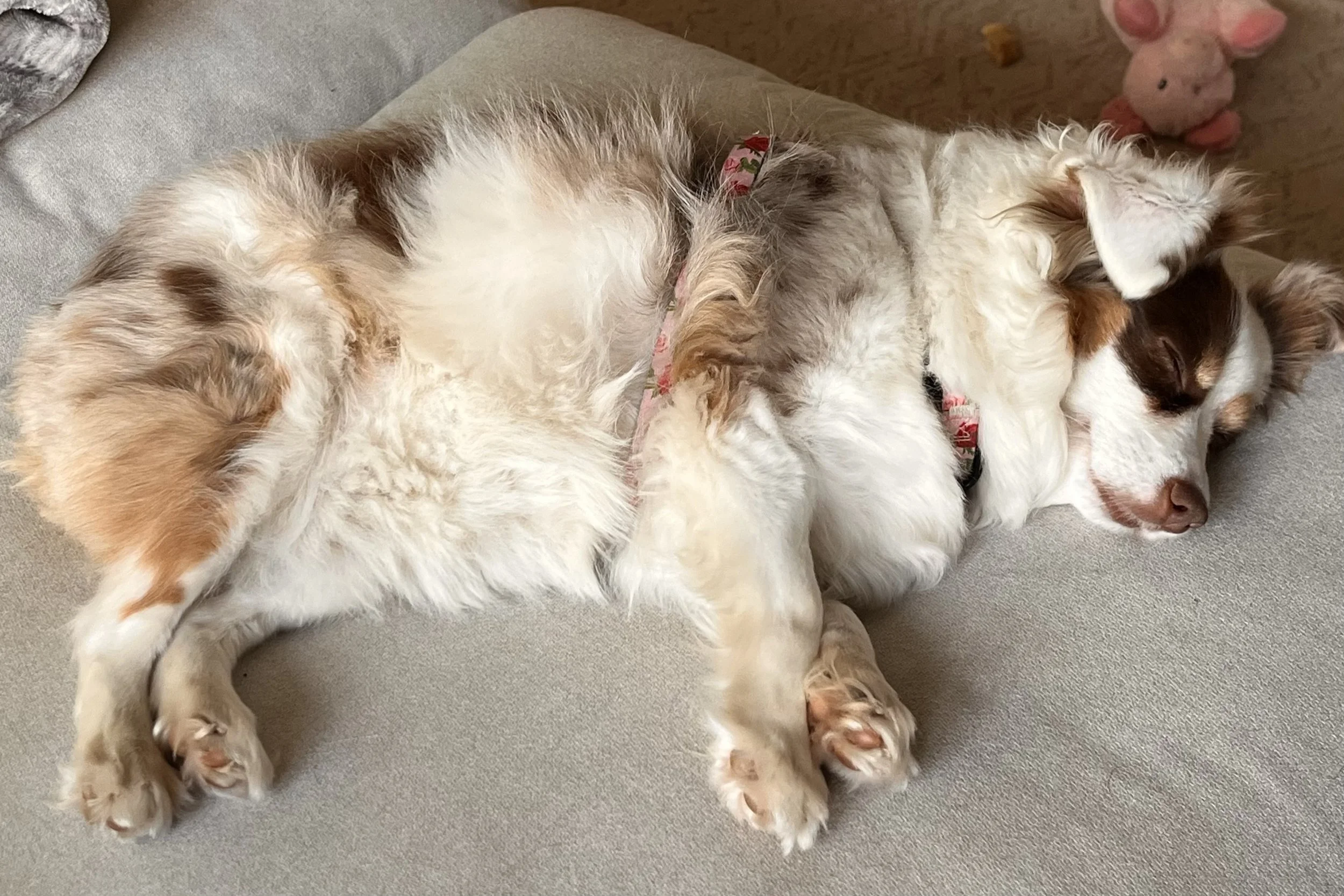 Saydie, a small white and brown dog, sleeps stretched out on a light-colored sofa.