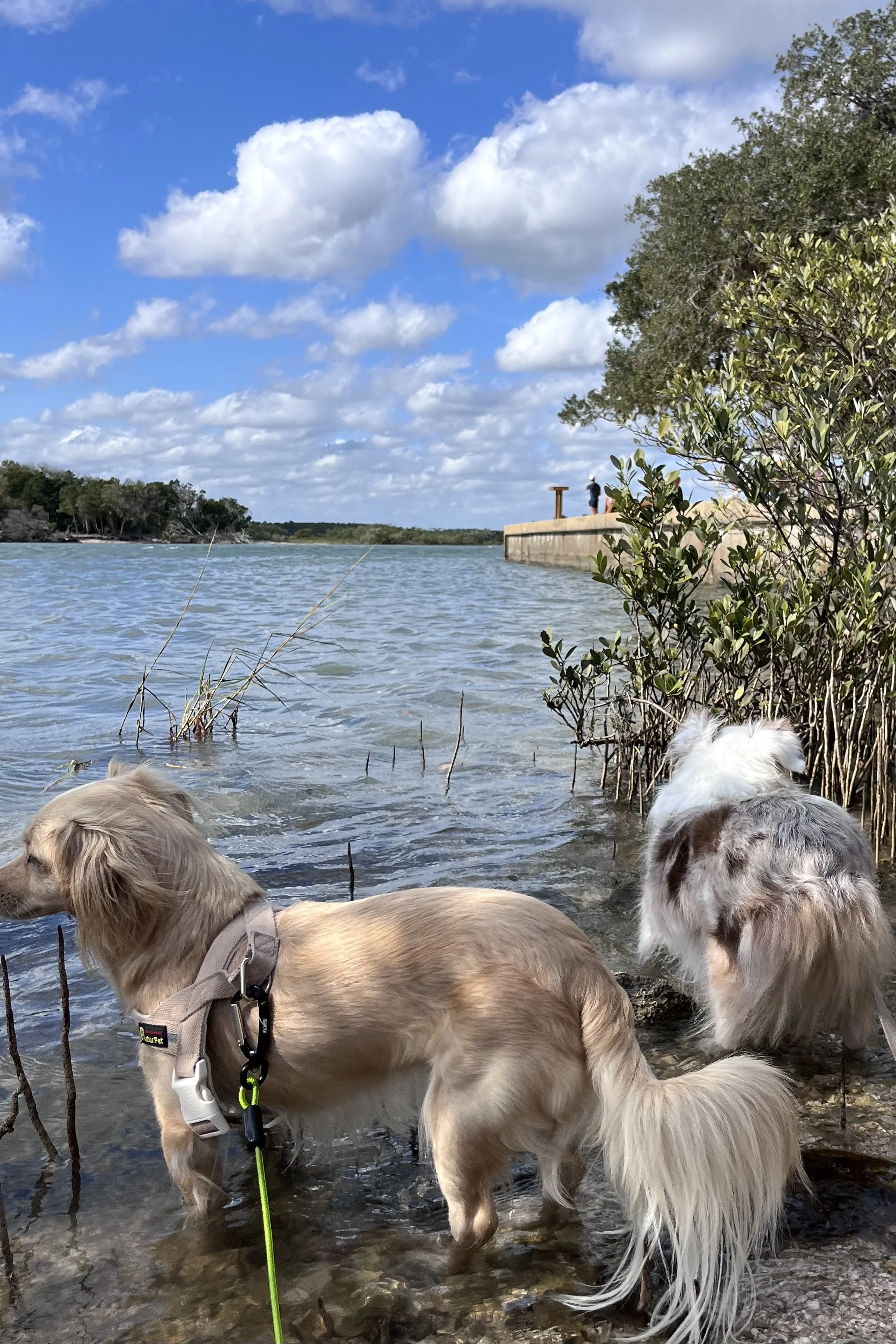 Two leashed dogs standing in shallow water near marsh grasses, facing the inlet.