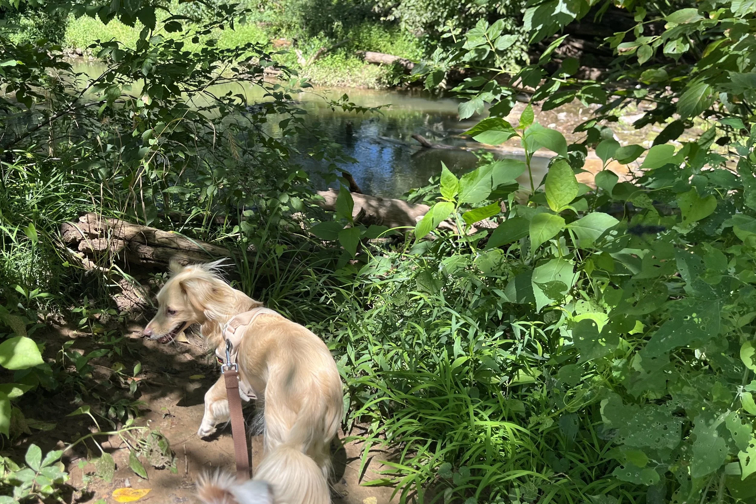 Archie standing on a narrow dirt path beside the Rappahannock River near Old Mill Park in Fredericksburg.