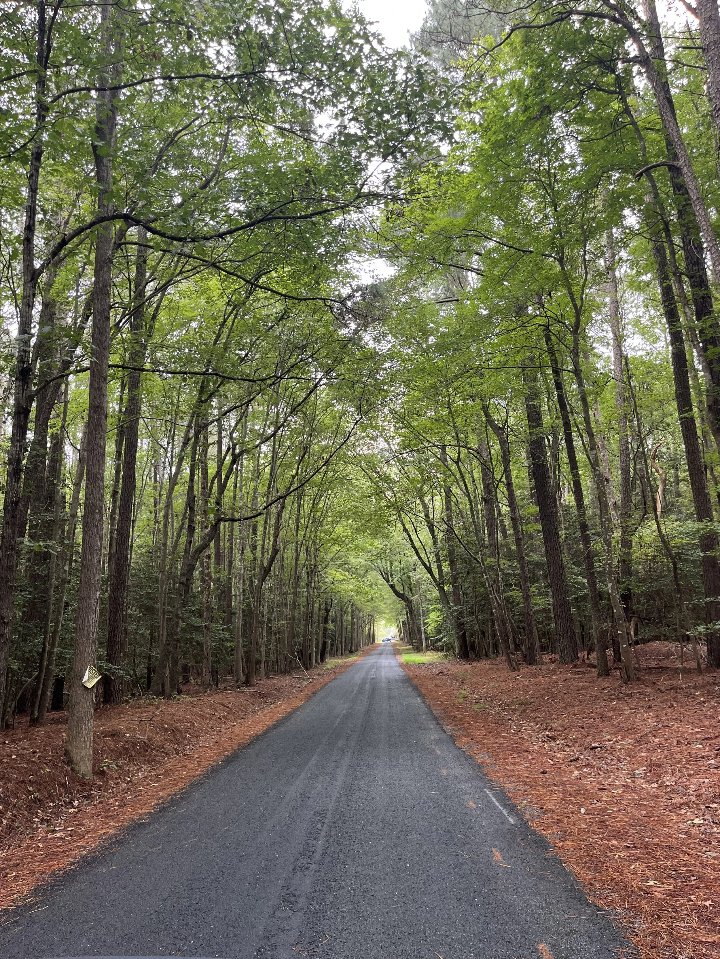 Narrow paved road lined with tall trees and fallen leaves, stretching straight ahead through the forest.
