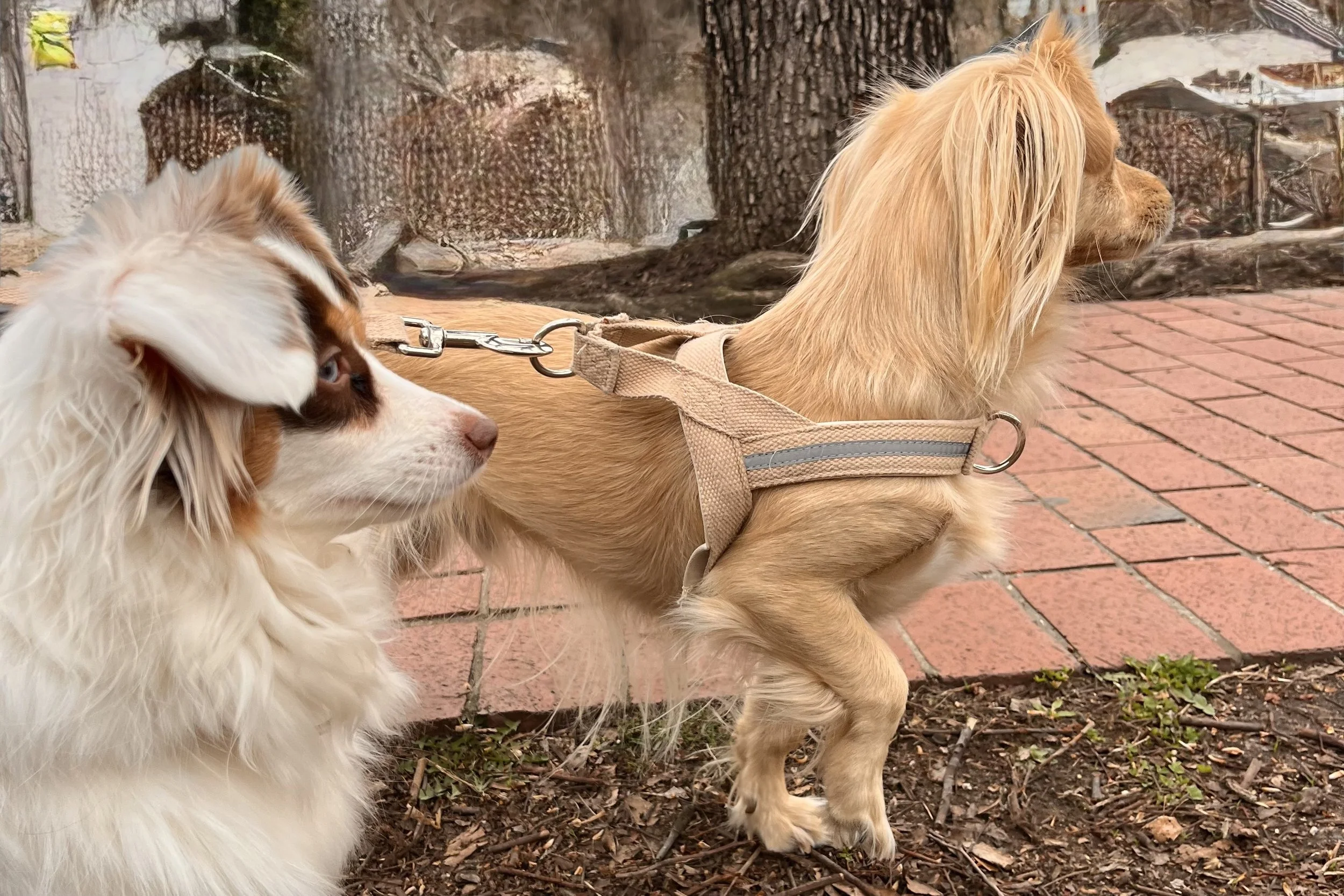 Two small dogs standing beside a brick sidewalk and tree-lined street, pausing during a neighborhood walk in Old Town Alexandria.