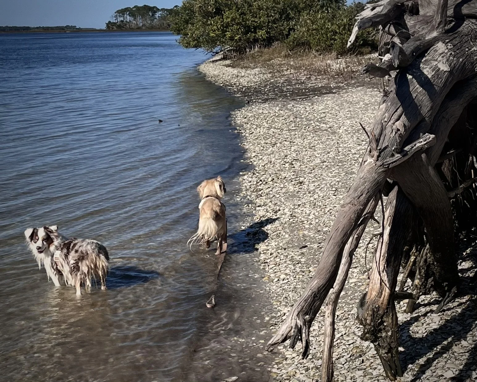 Two dogs standing in shallow river water beside a rocky shoreline and driftwood.