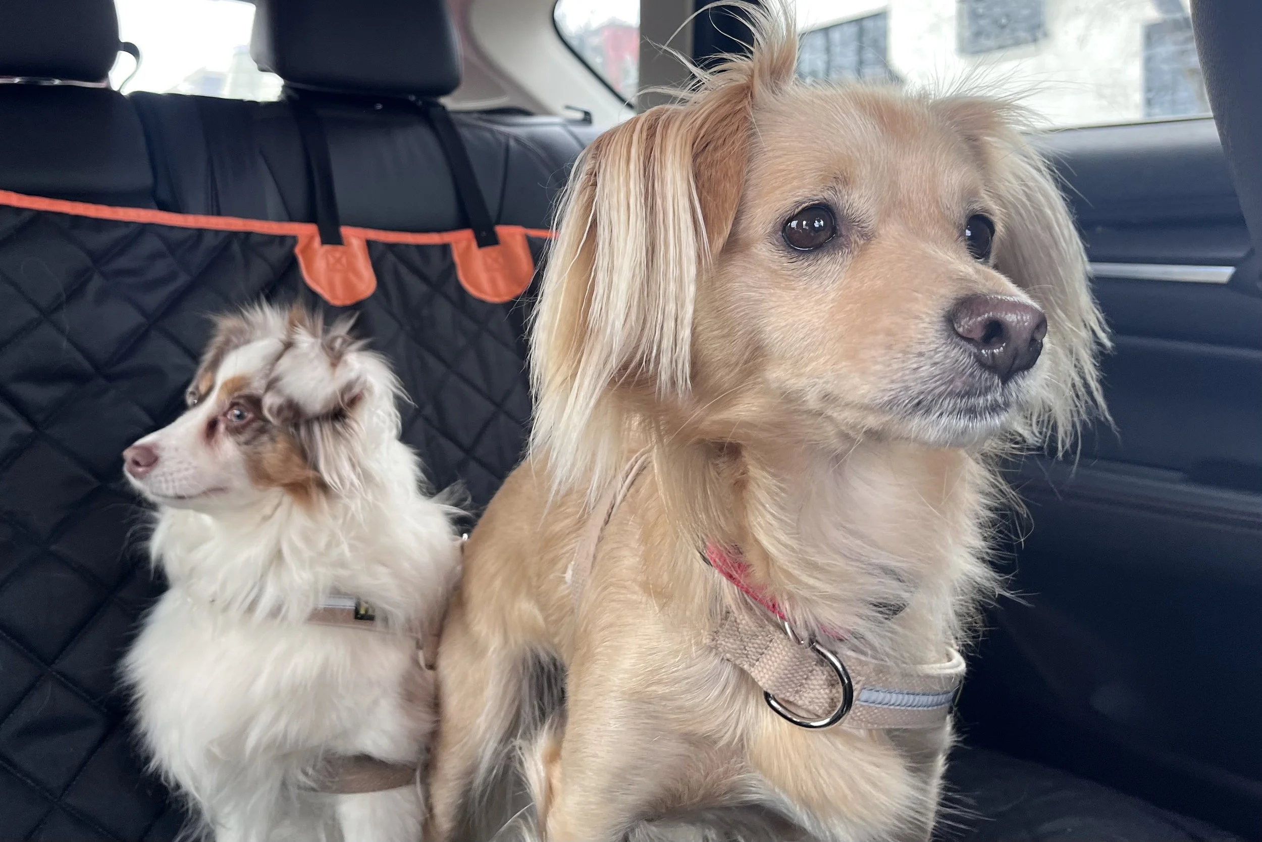Two small dogs seated calmly in the back seat of a car during travel.
