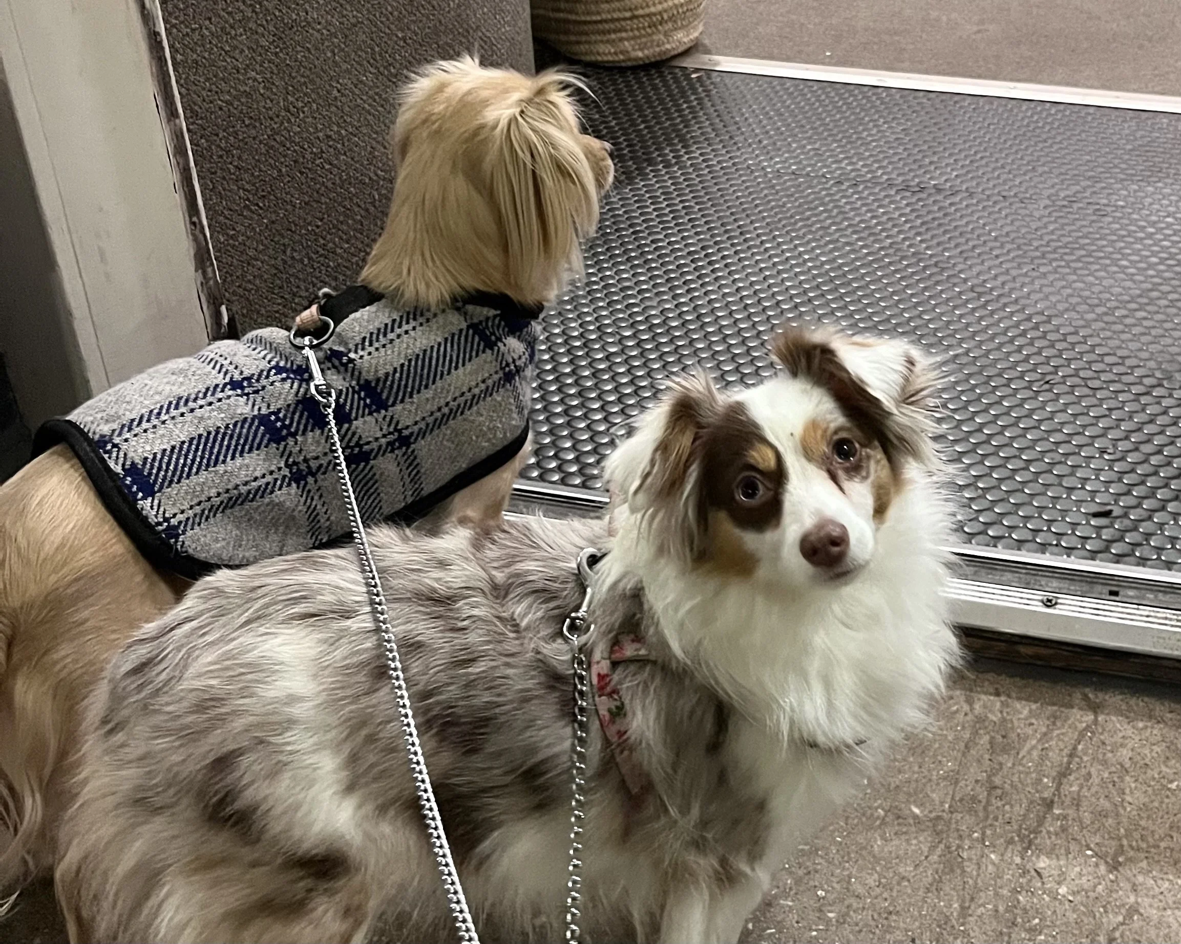 Two small dogs pause at a doorway where a textured rubber floor mat meets a different surface while entering a building.