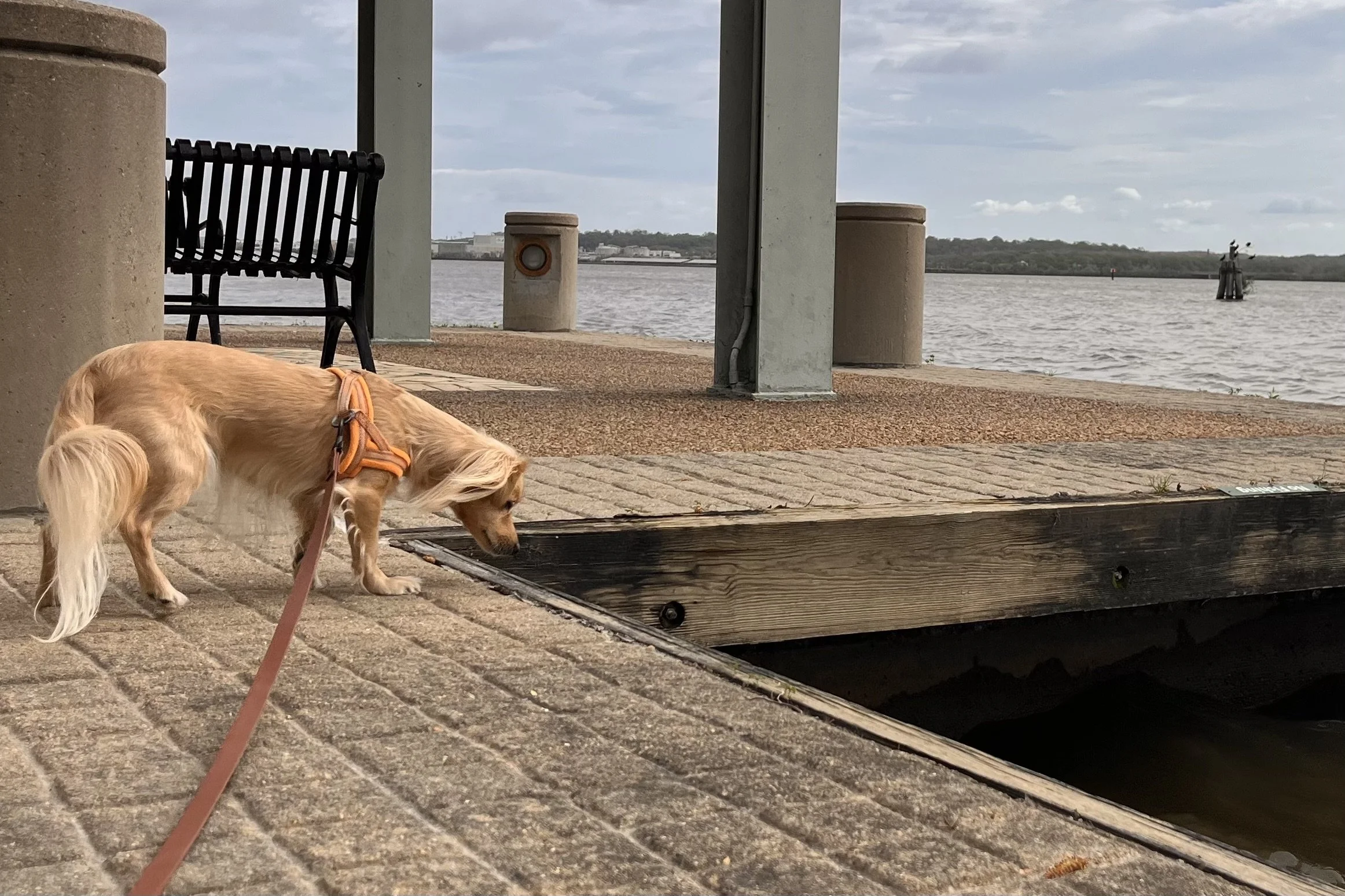 Archie exploring the dock at Ford's Landing along the Potomac River in Old Town Alexandria.